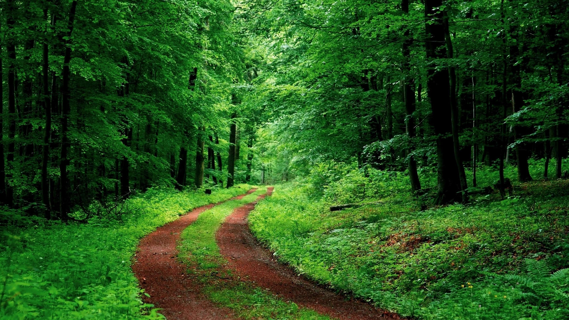 green, vegetation, man made, path, forest, nature, tree wallpaper for mobile