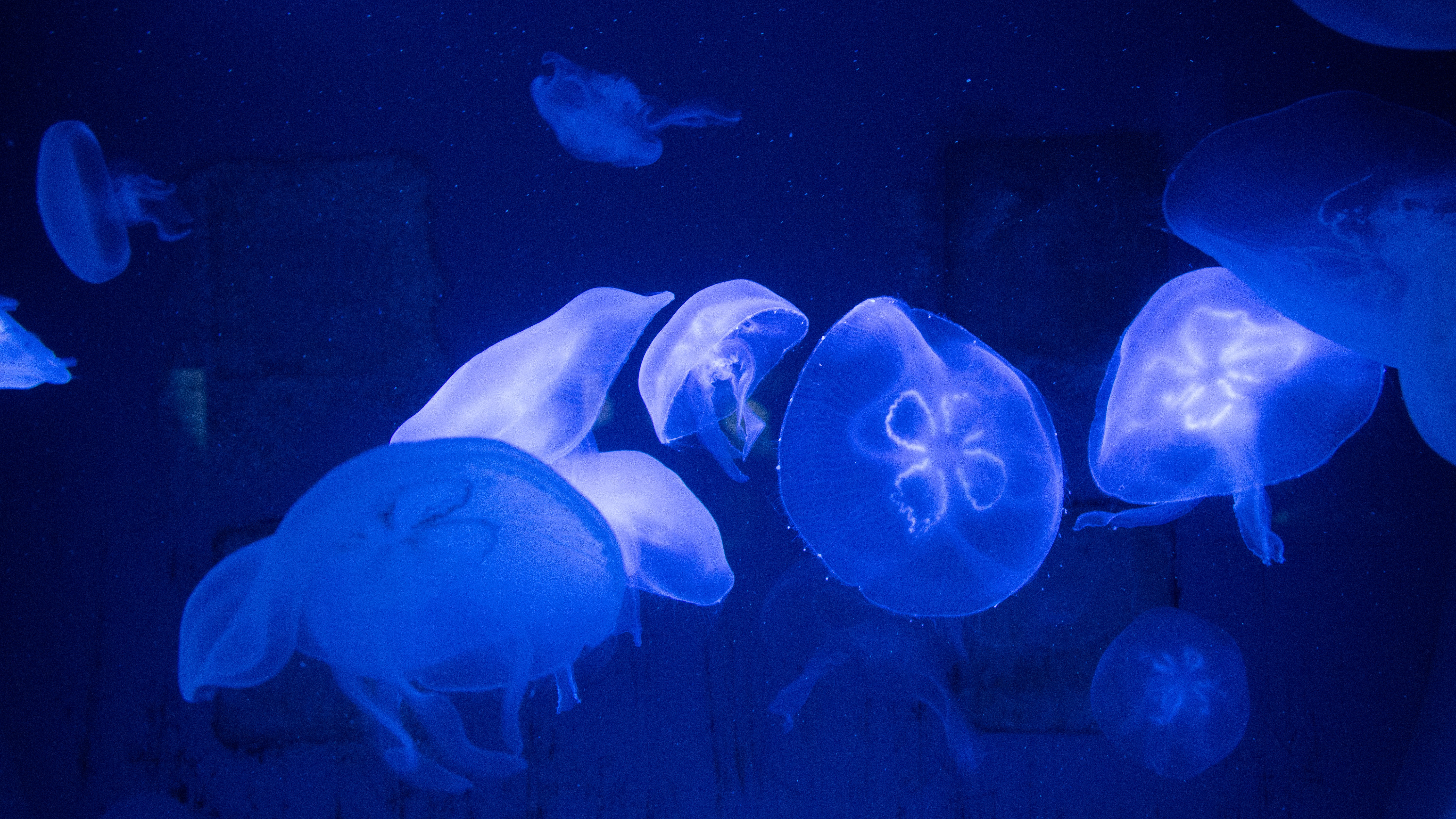 110794 Bild herunterladen natur, jellyfish, unterwasserwelt, tentakel, die tentakel - Hintergrundbilder und Bildschirmschoner kostenlos