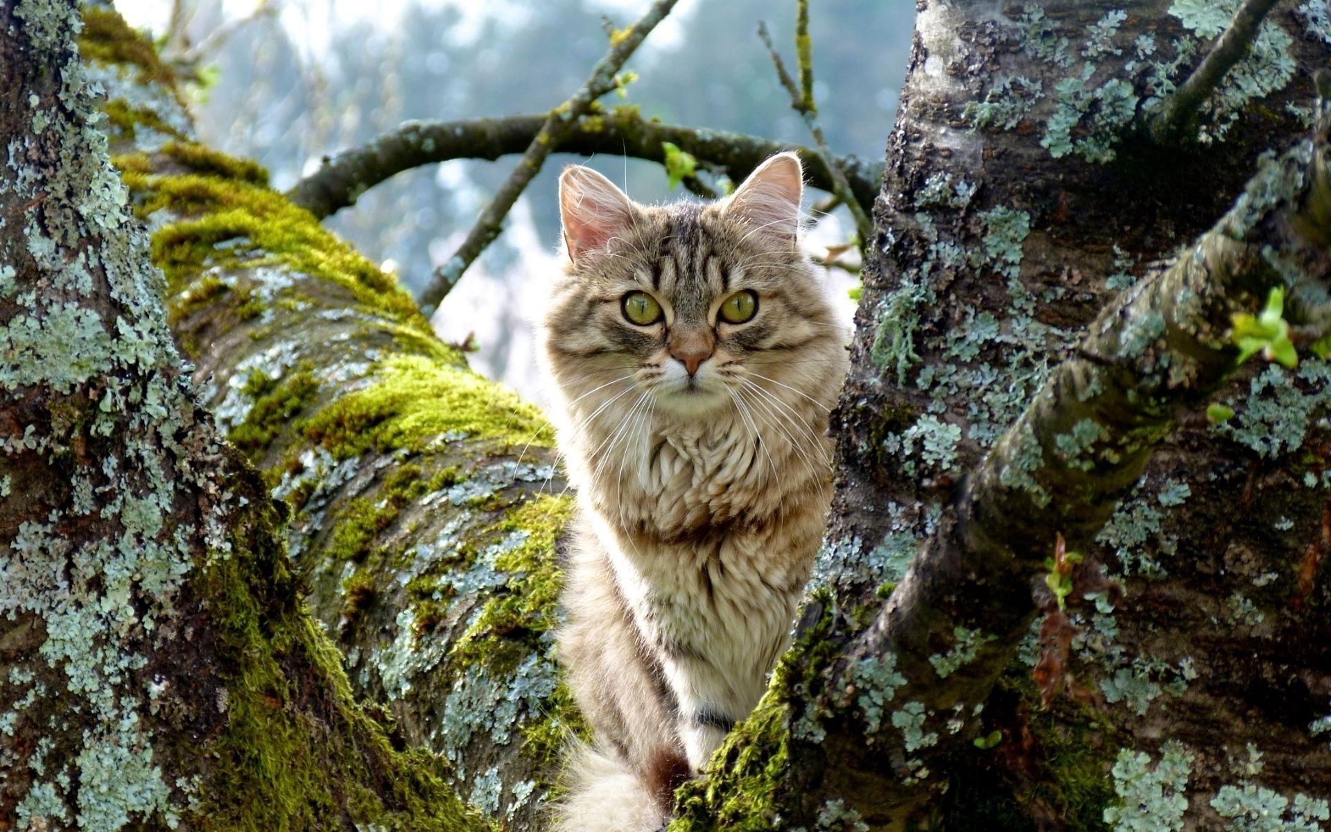 cat, animals, grass, wood, sit, fluffy, tree, moss download HD wallpaper