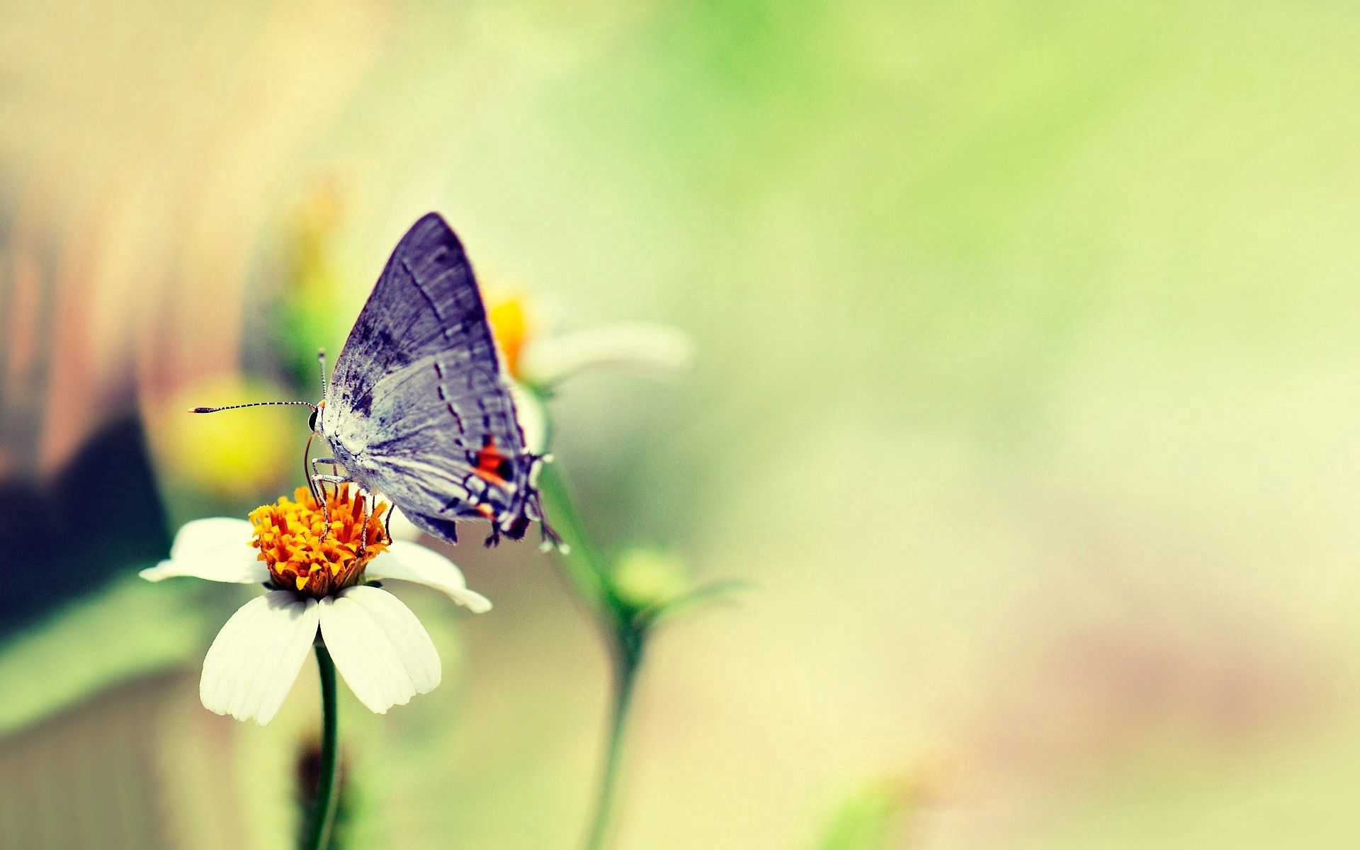 Laden Sie das Blume, Makro, Blendung, Flug, Farben, Schmetterling-Bild kostenlos auf Ihren PC-Desktop herunter