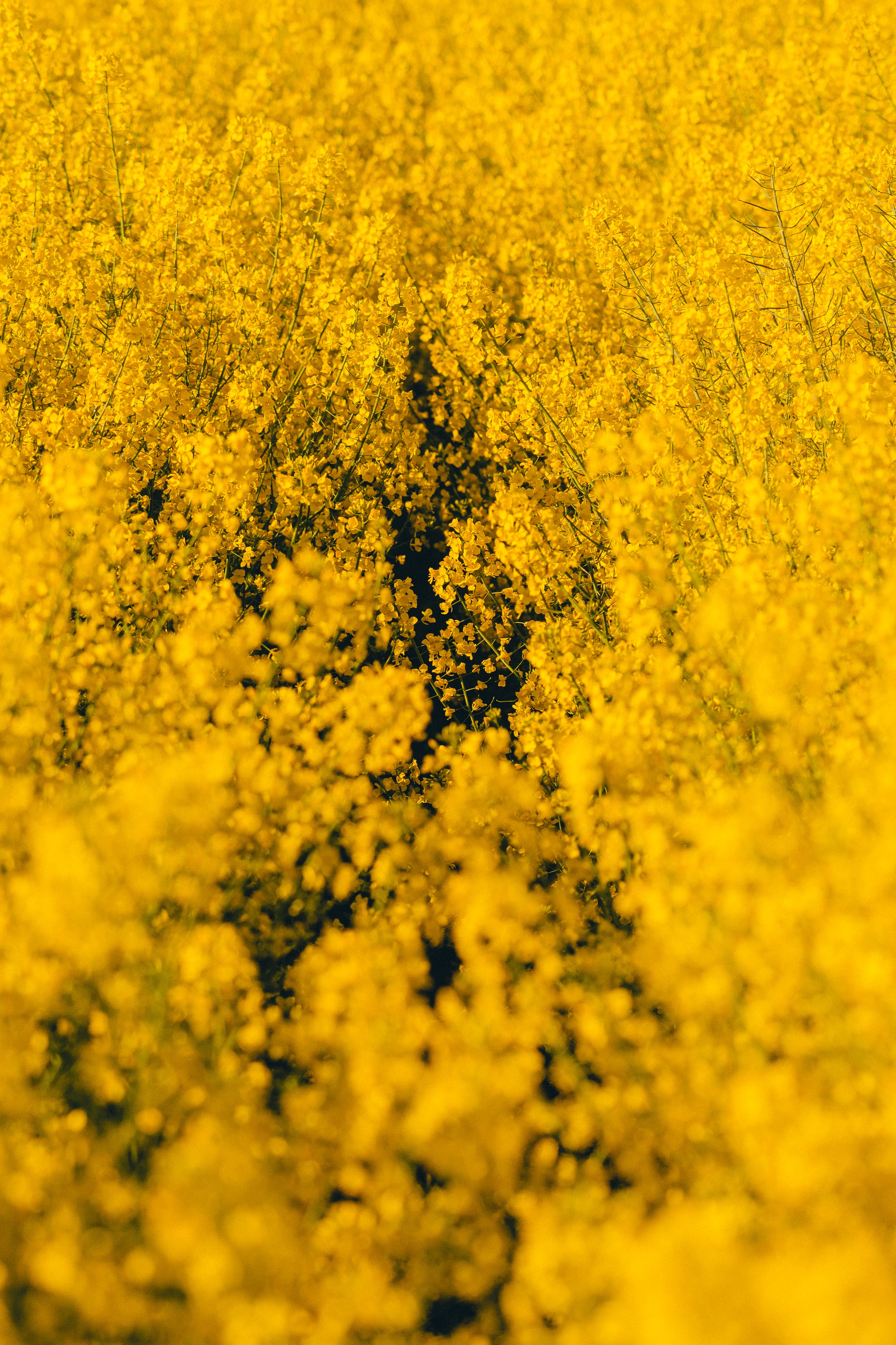 Yellow Flowers 1080p