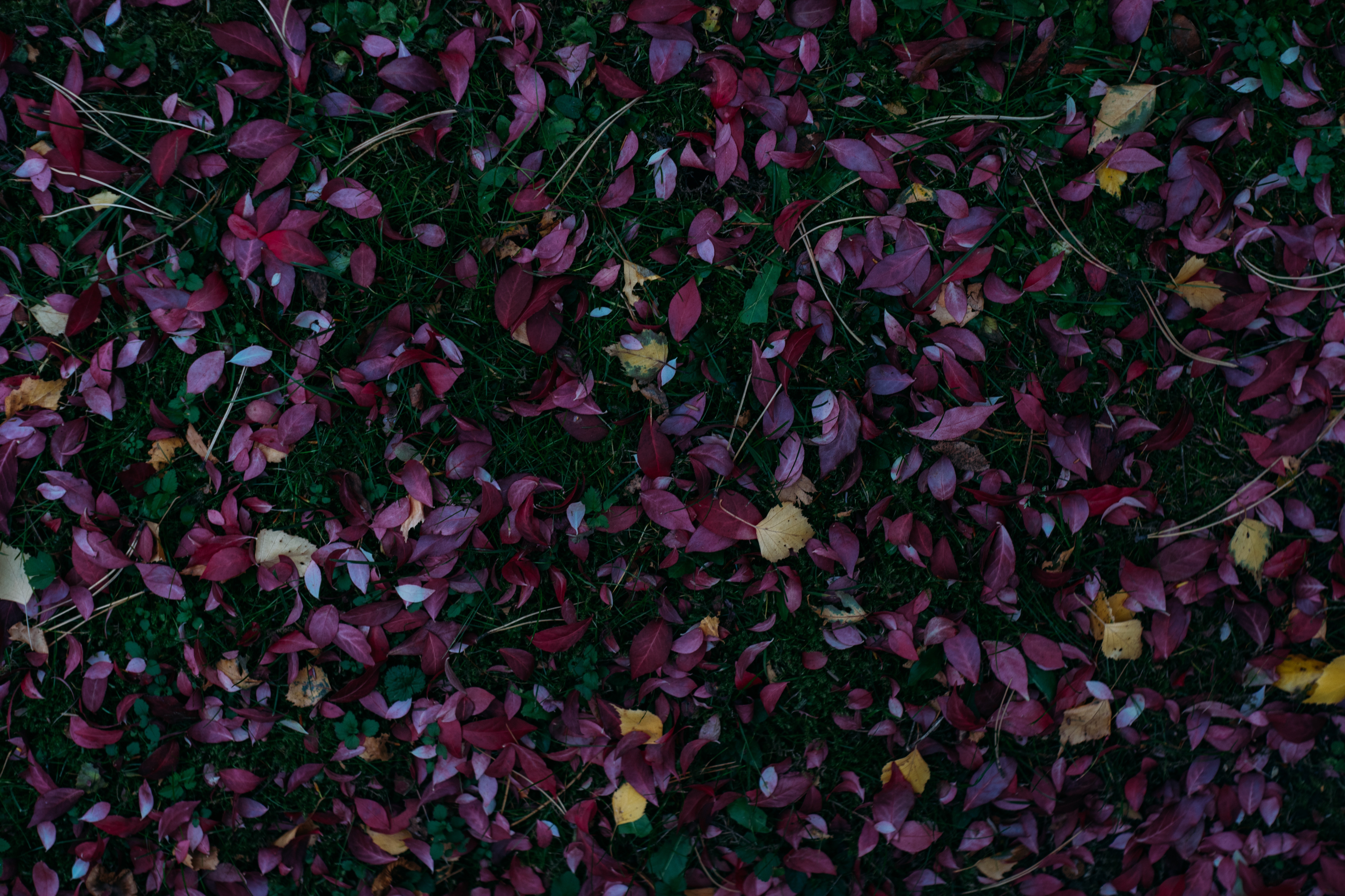 fallen, autumn paints, nature, grass, autumn, leaves, autumn colors HD wallpaper