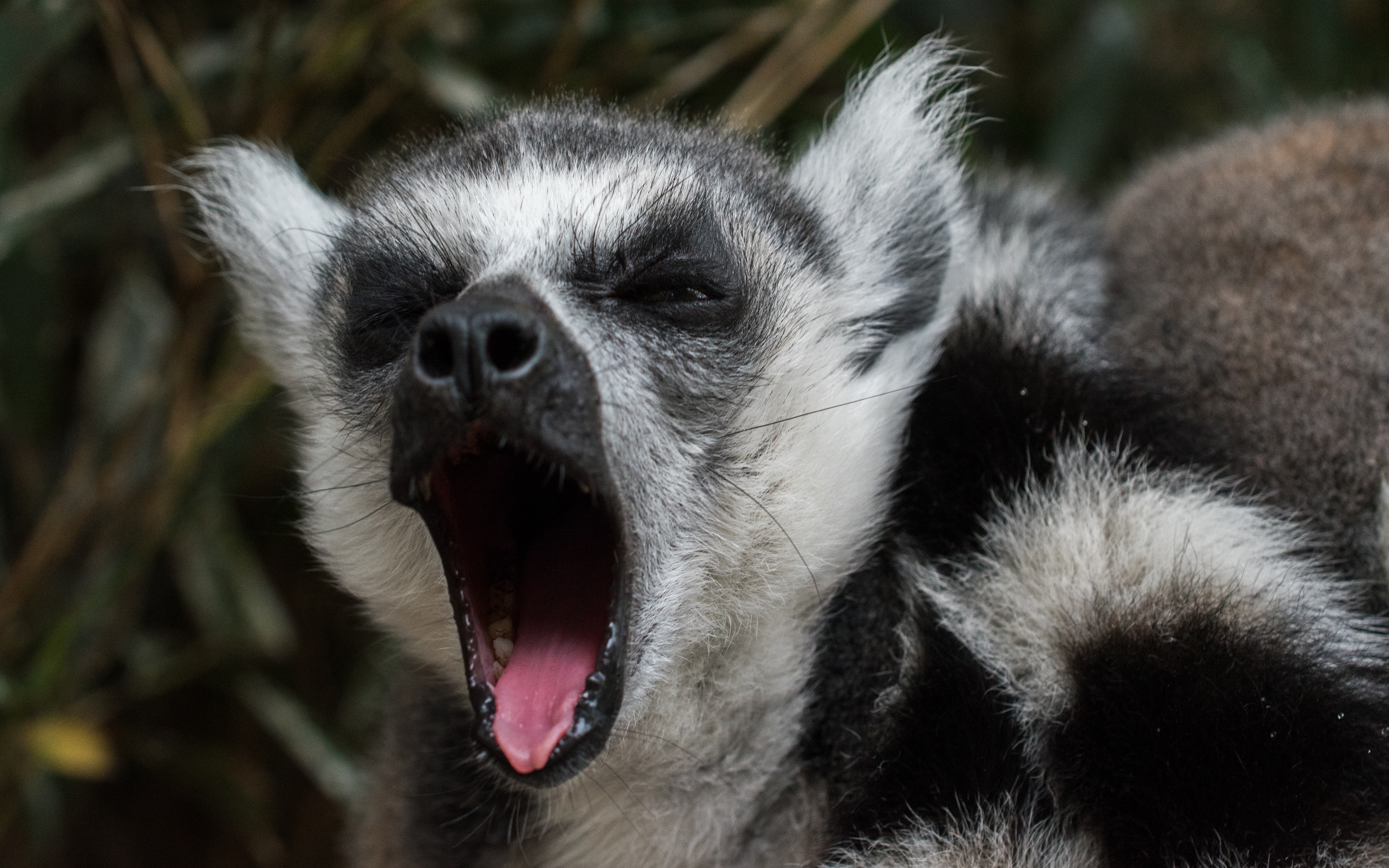 61097 Bildschirmschoner und Hintergrundbilder Lemur auf Ihrem Telefon. Laden Sie cool, schnauze, gähnen, tiere Bilder kostenlos herunter