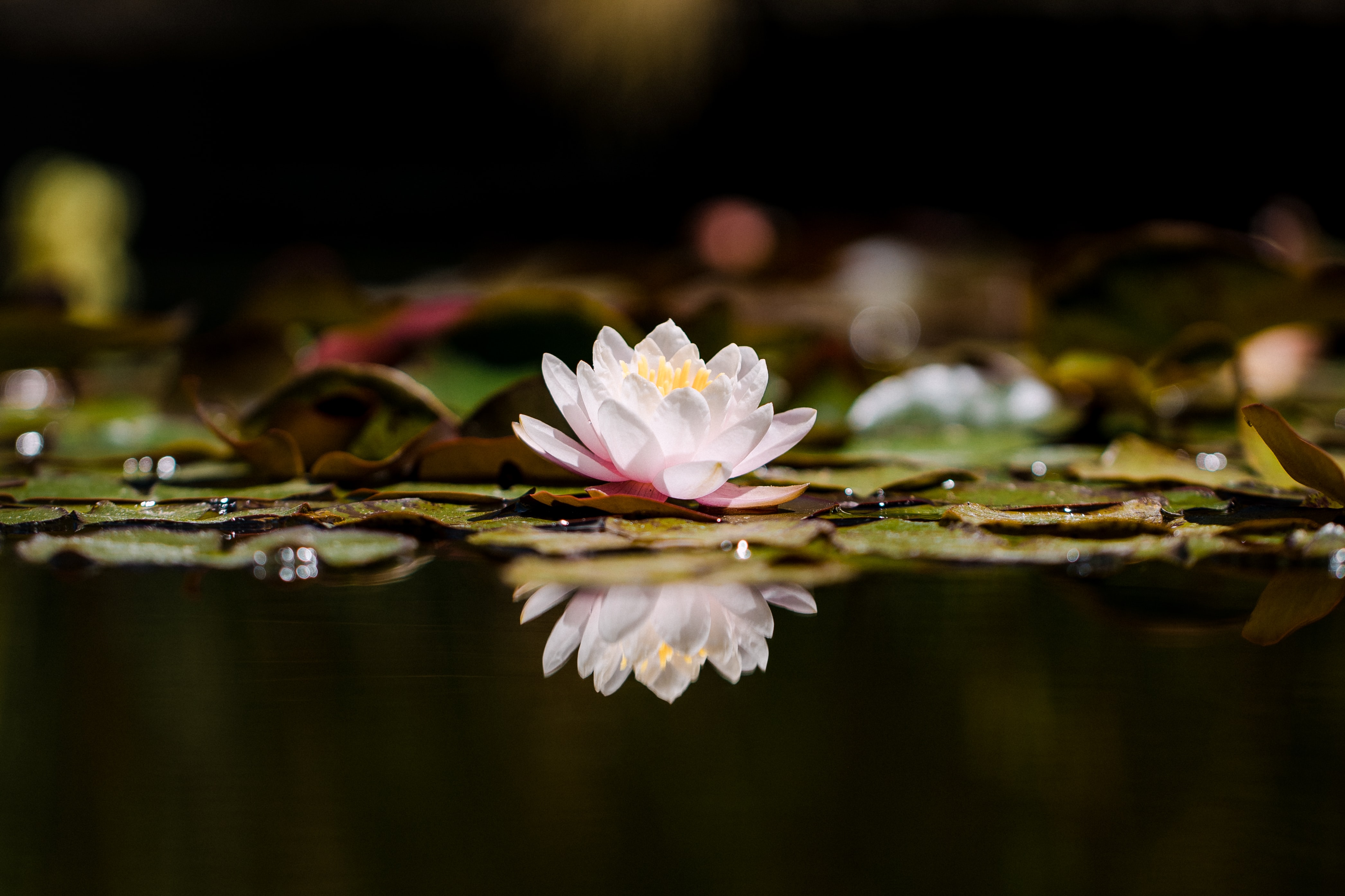 lotus, flowers, reflection, flower, plant