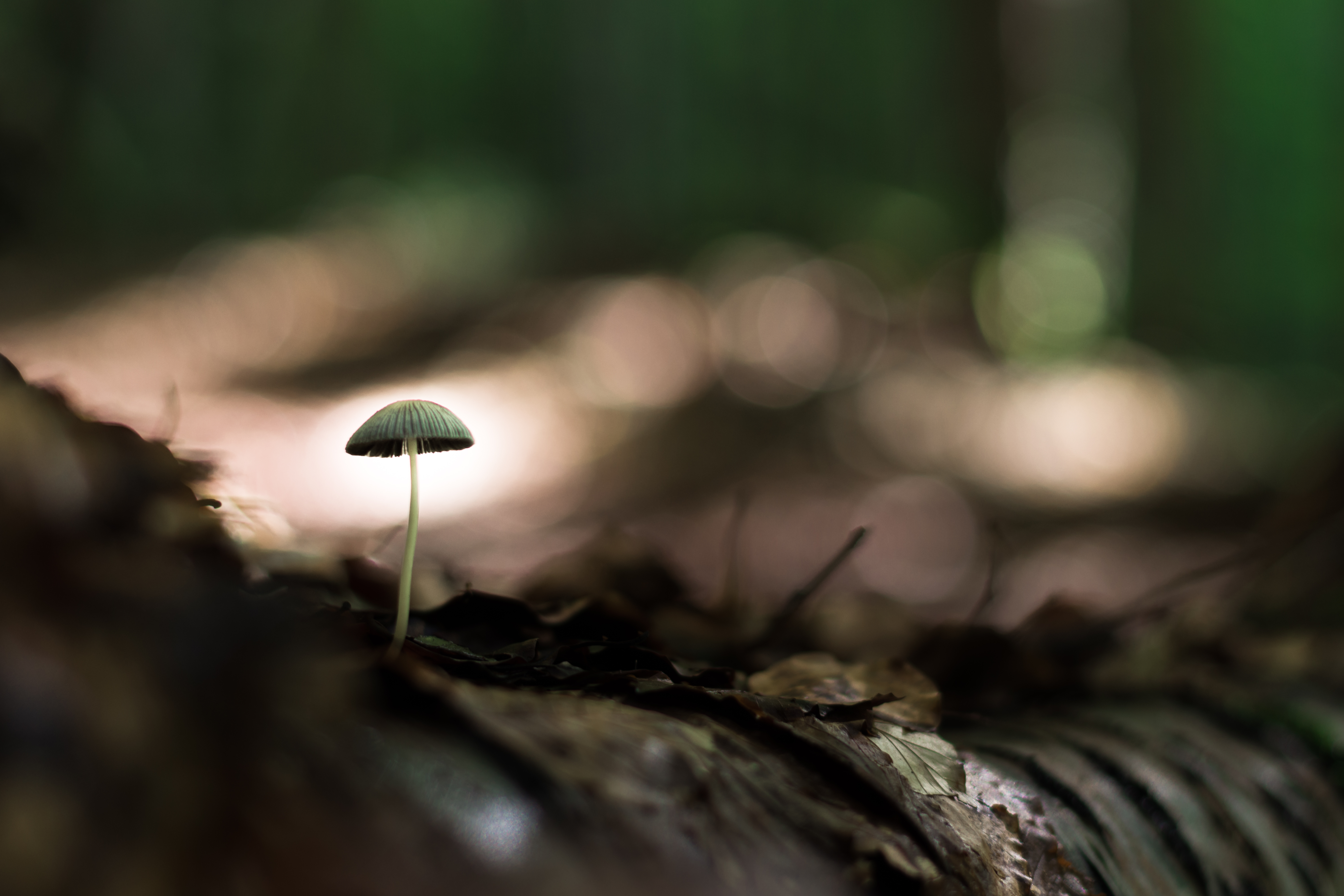 mushroom, leaves, macro, close up, land, earth download HD wallpaper