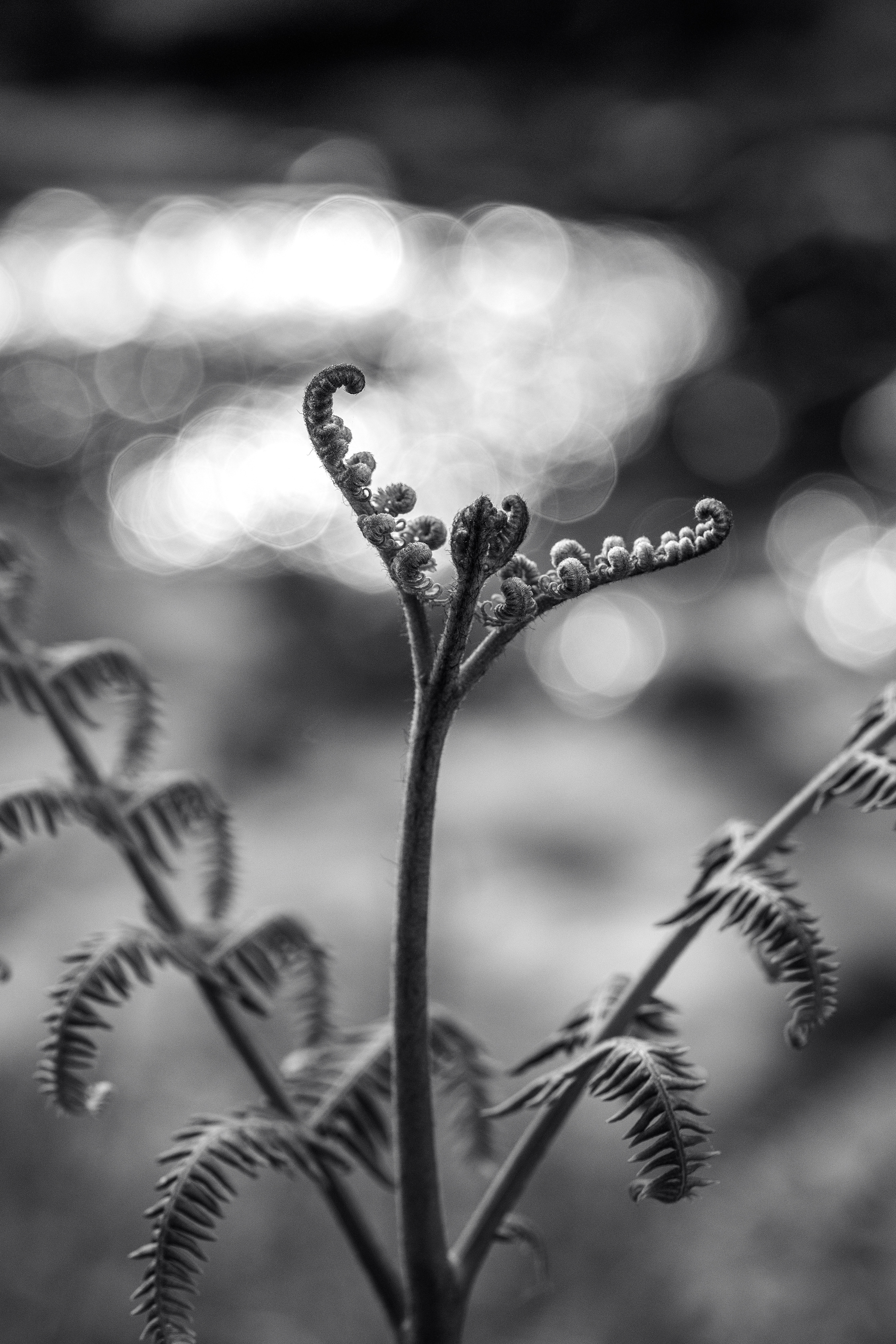 bw, macro, sprout, plant Free Pure 4K Ultra
