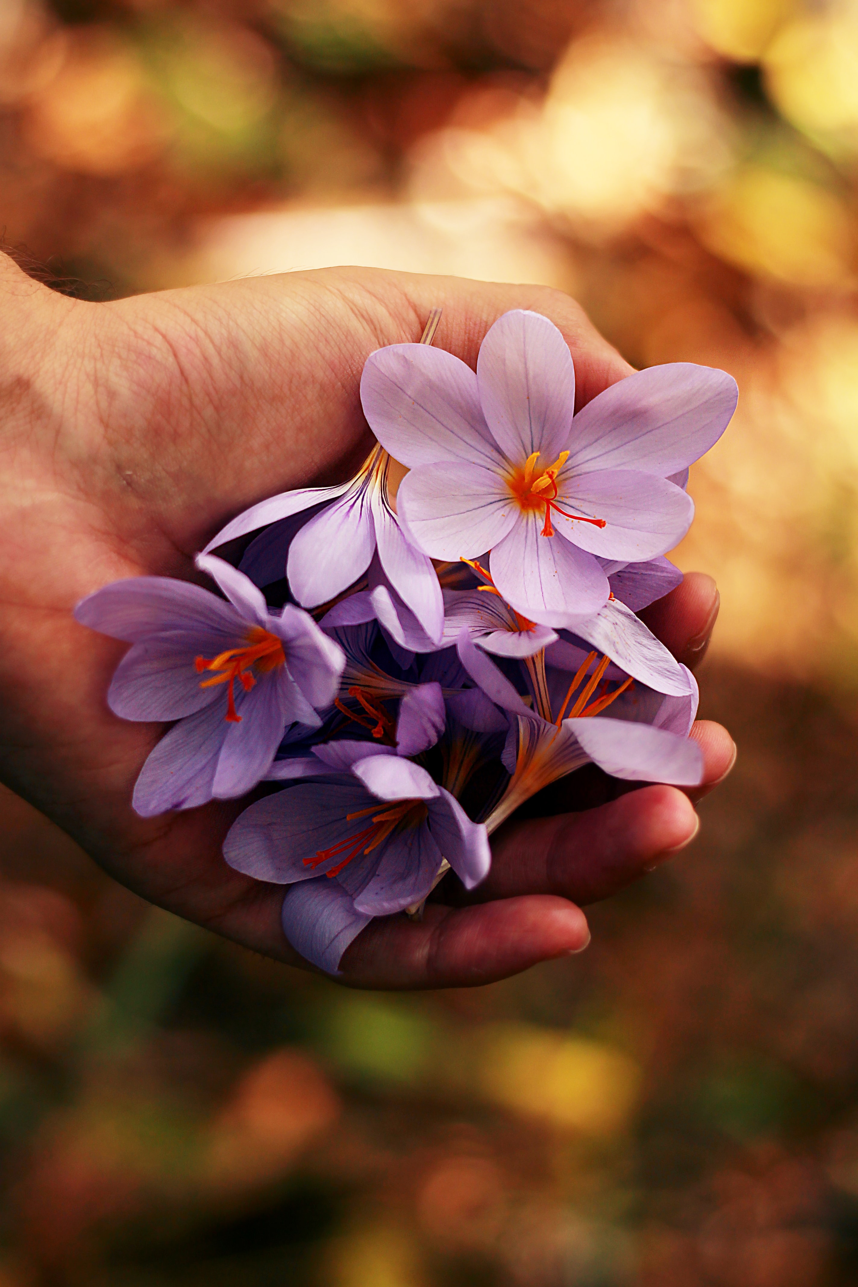 spring, hands, flowers