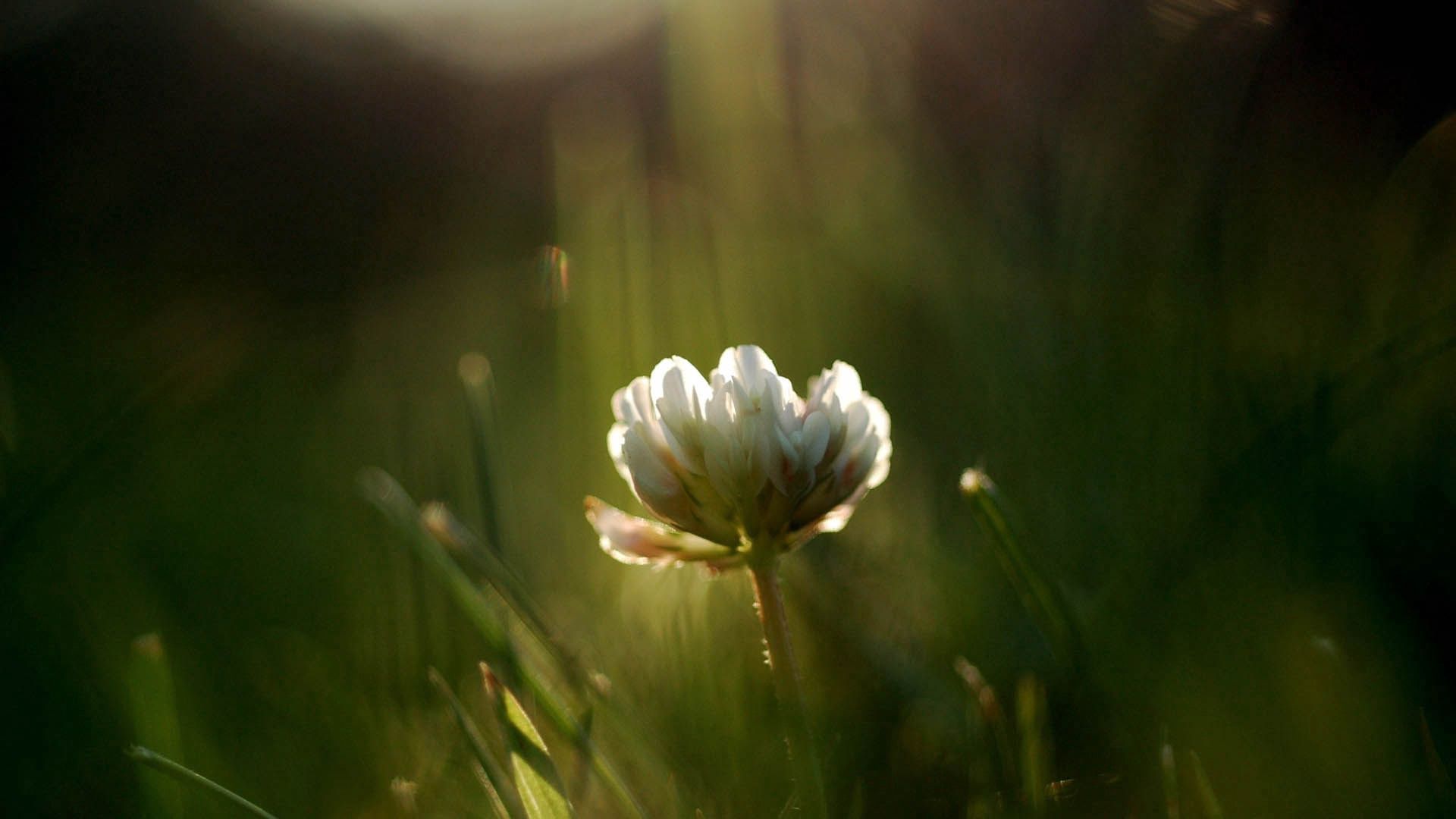 135221 download wallpaper grass, flower, macro, shine, light, clover screensavers and pictures for free