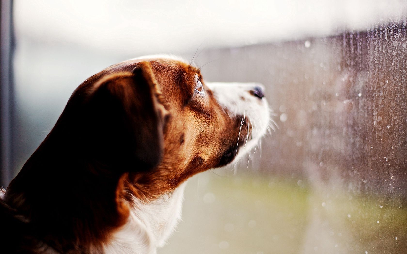 Wallpaper for mobile devices drops, dog, window, rain