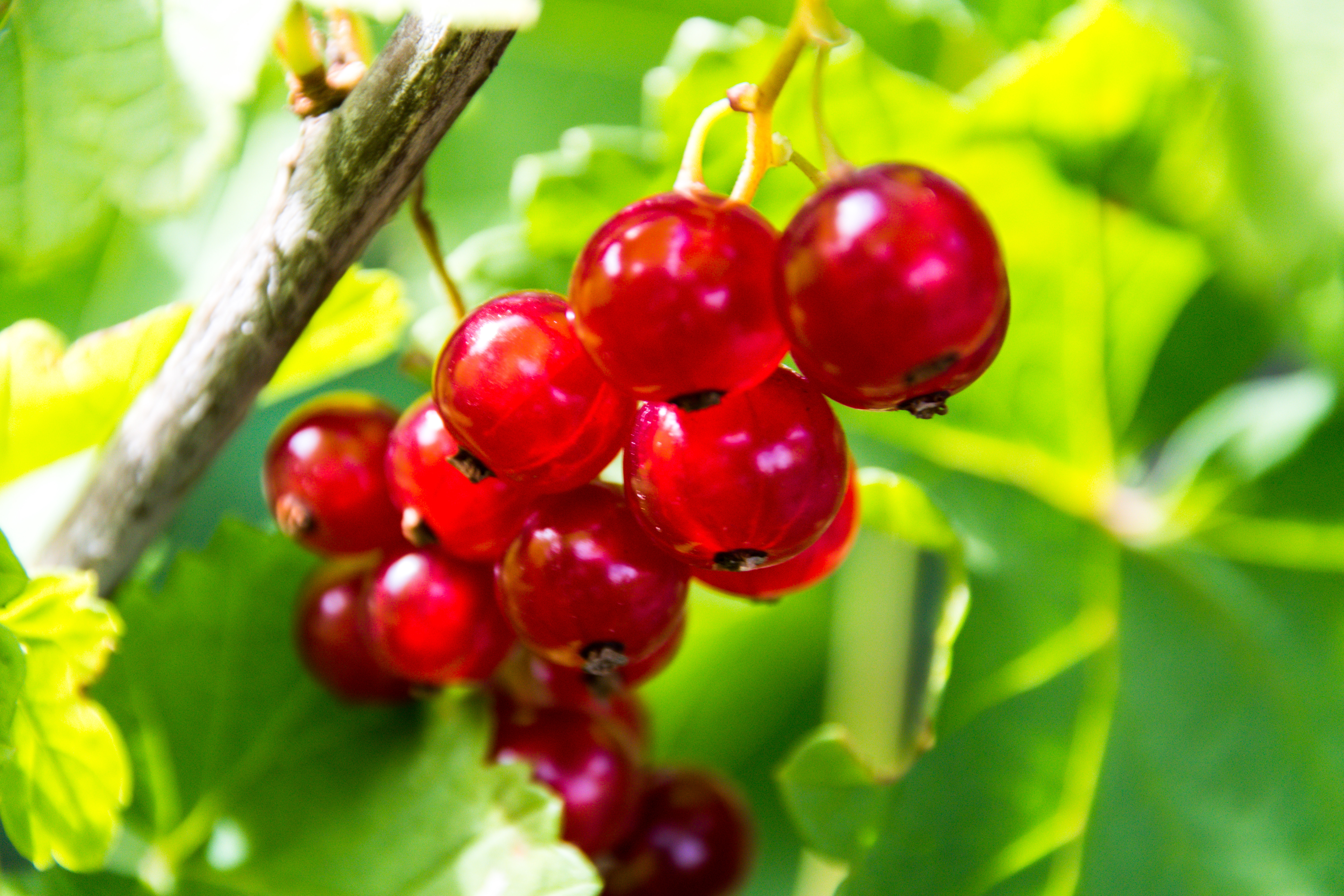 fruit, food, currant, red, berry for android