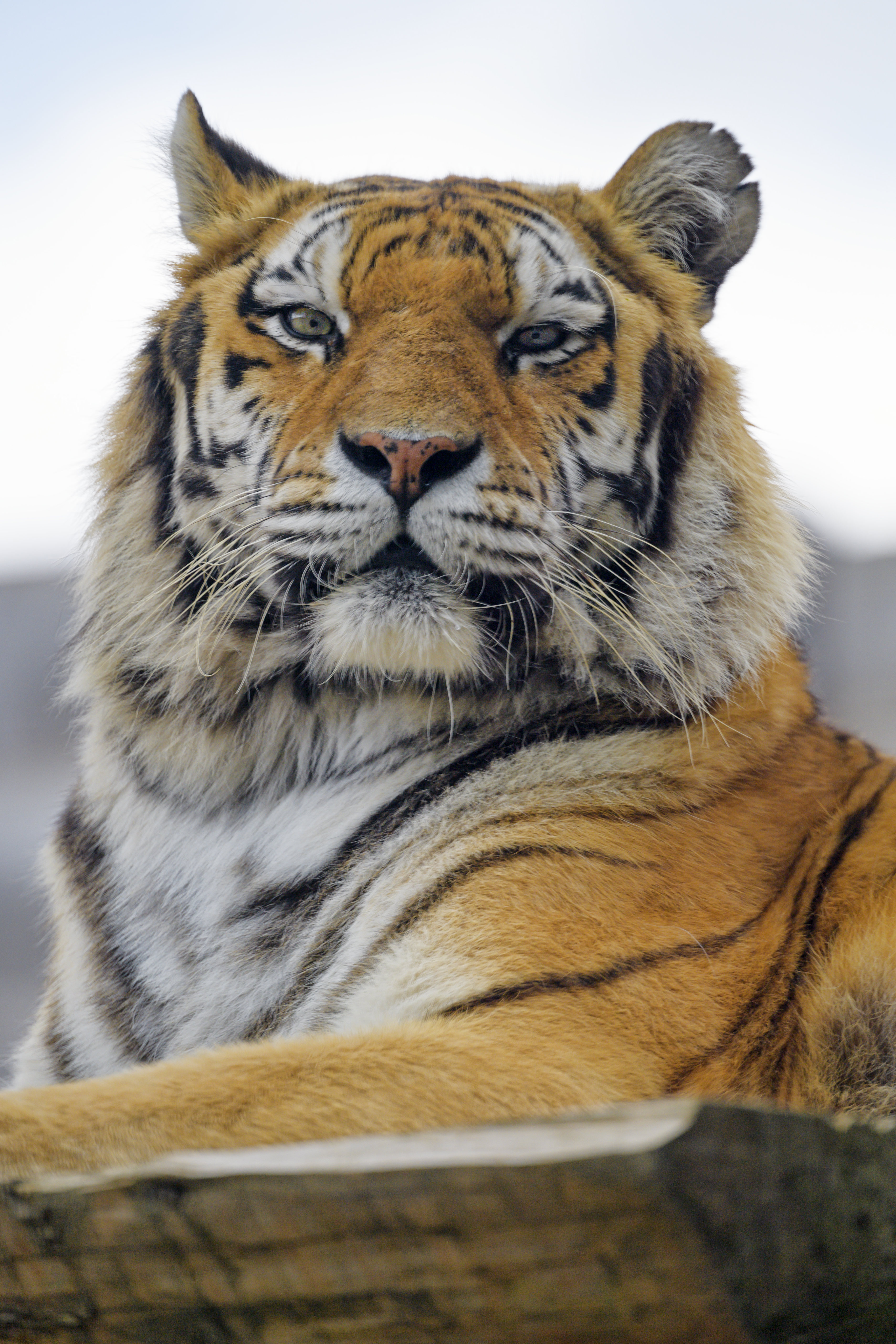 130069 baixar papel de parede visão, animais, focinho, predator, predador, gato grande, opinião, tigre - protetores de tela e imagens gratuitamente