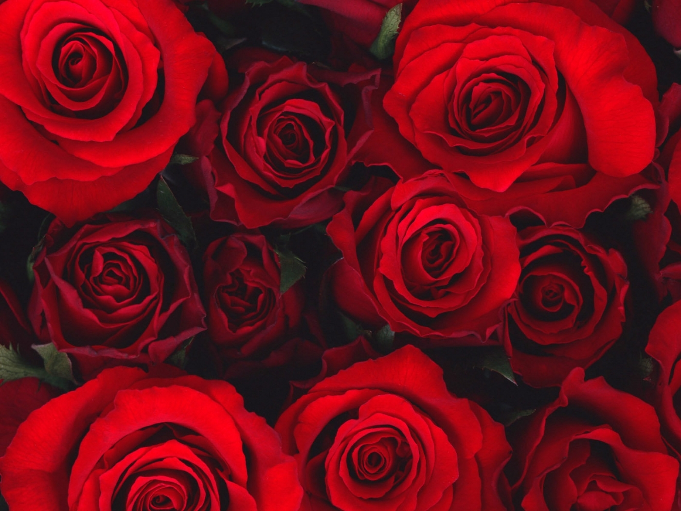 roses, flowers, pictures, red HD wallpaper