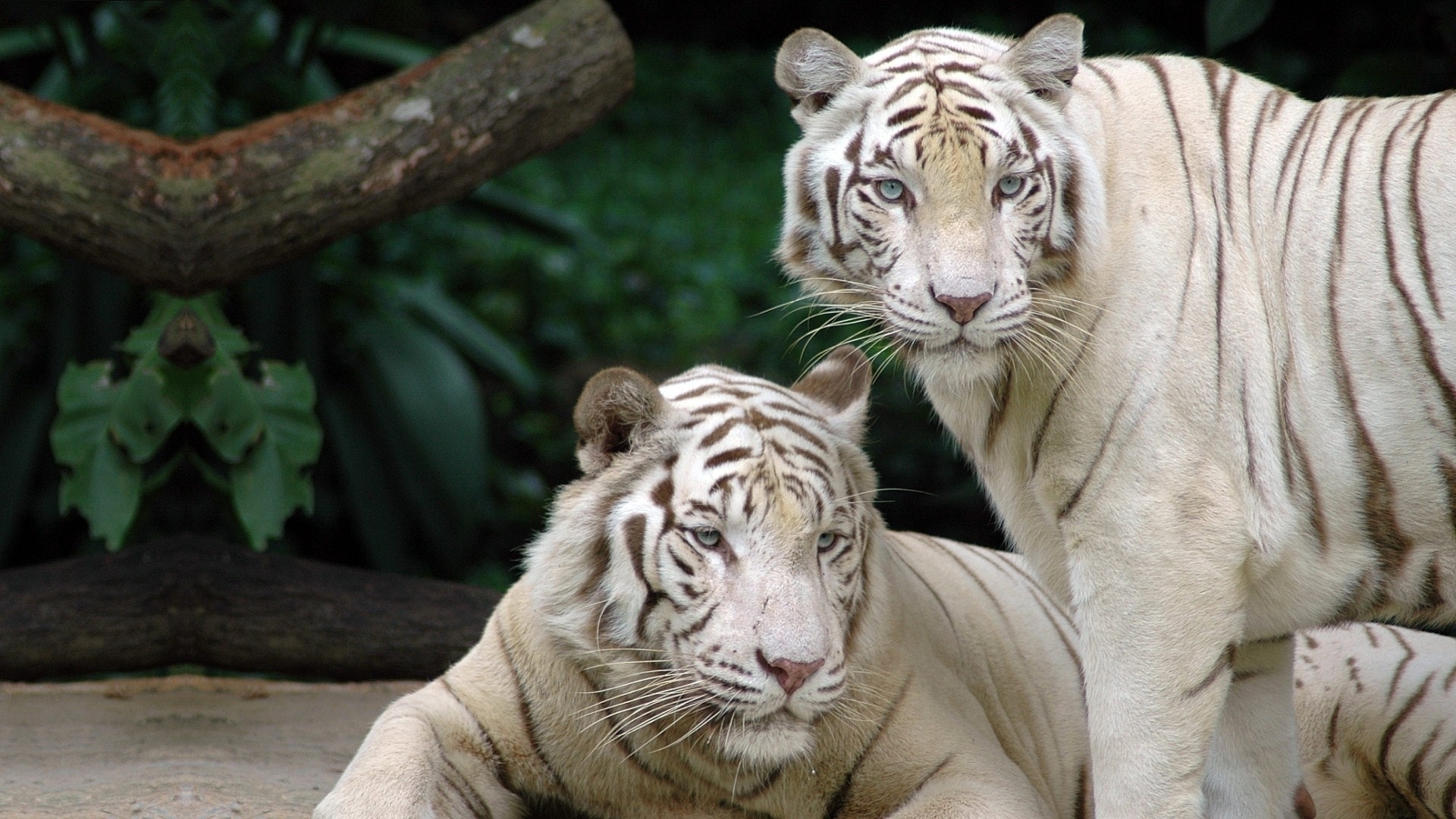 Белый бенгальский тигр и Лигр