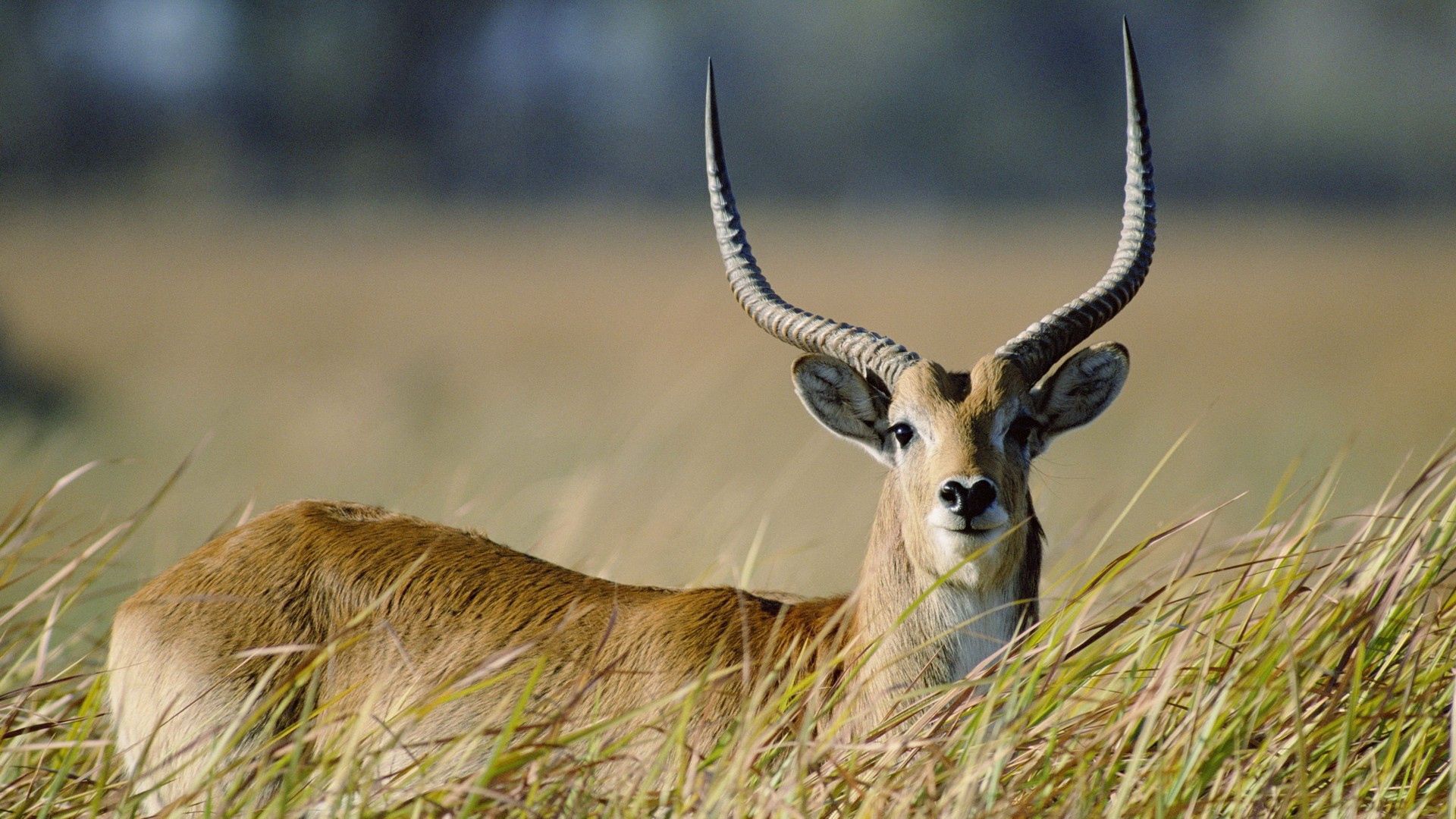 Horns grass, stroll, animals, antelope Free Stock Photos