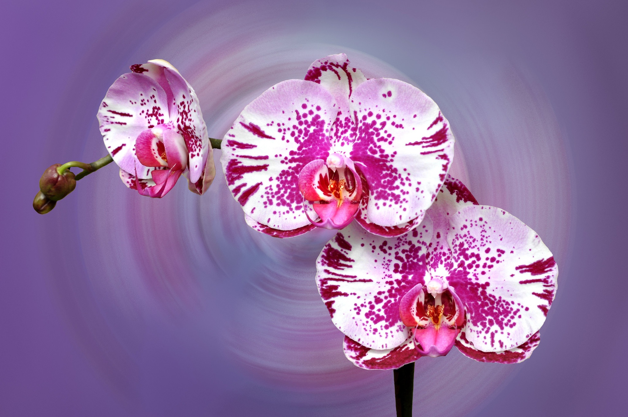 Виола Десидерио розовая Орхидея
