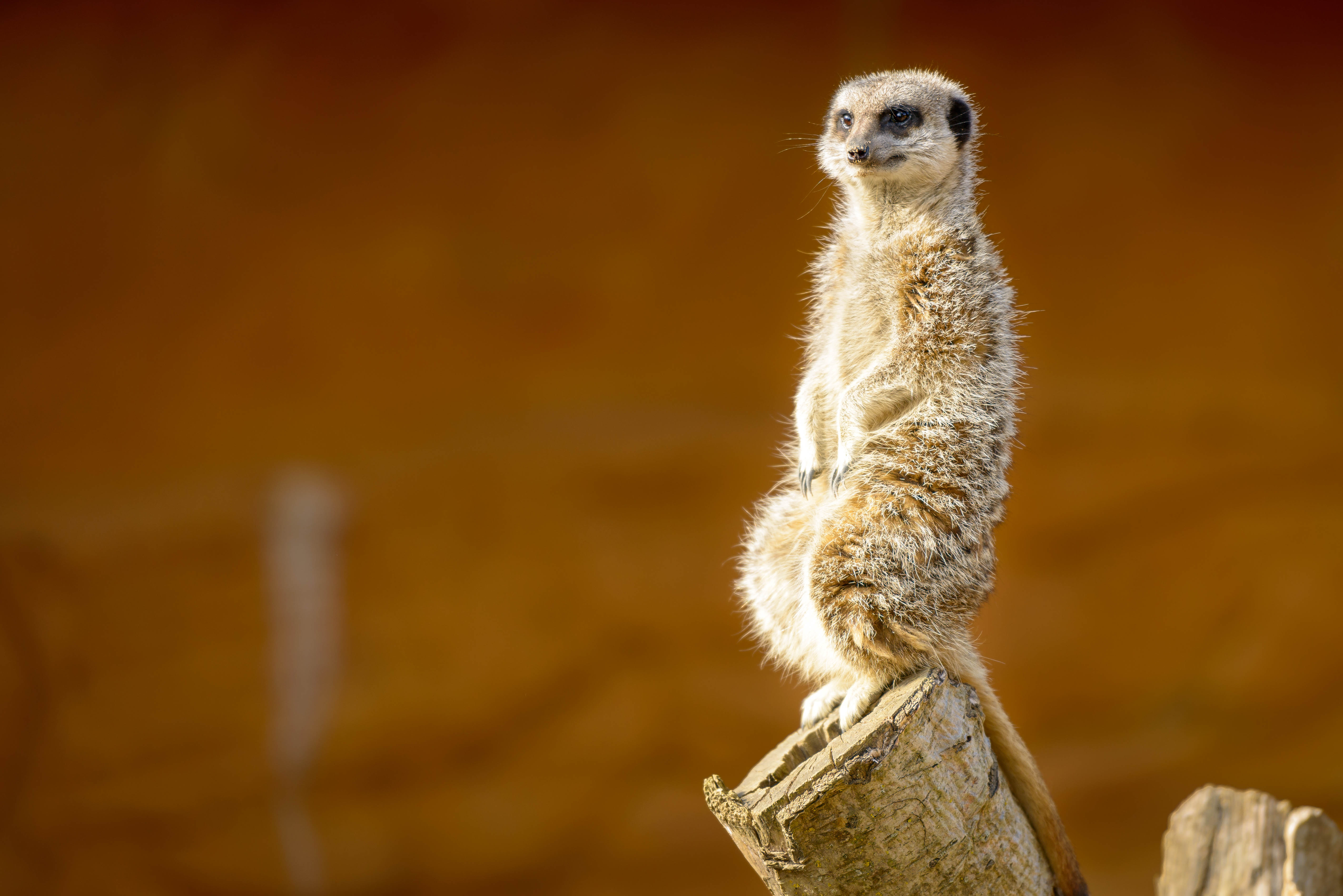 meerkat, nice, animals, animal, sweetheart, surikat
