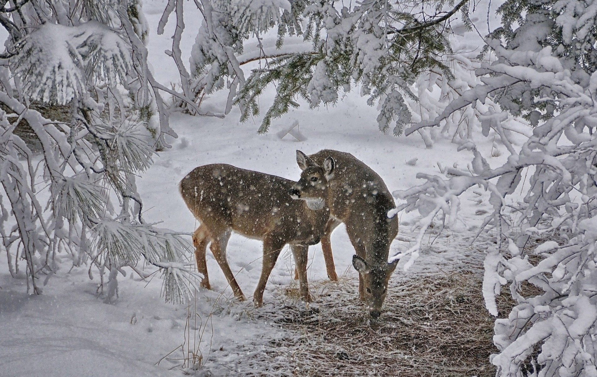 snowfall, forest, deer, animal Ultrawide Wallpapers