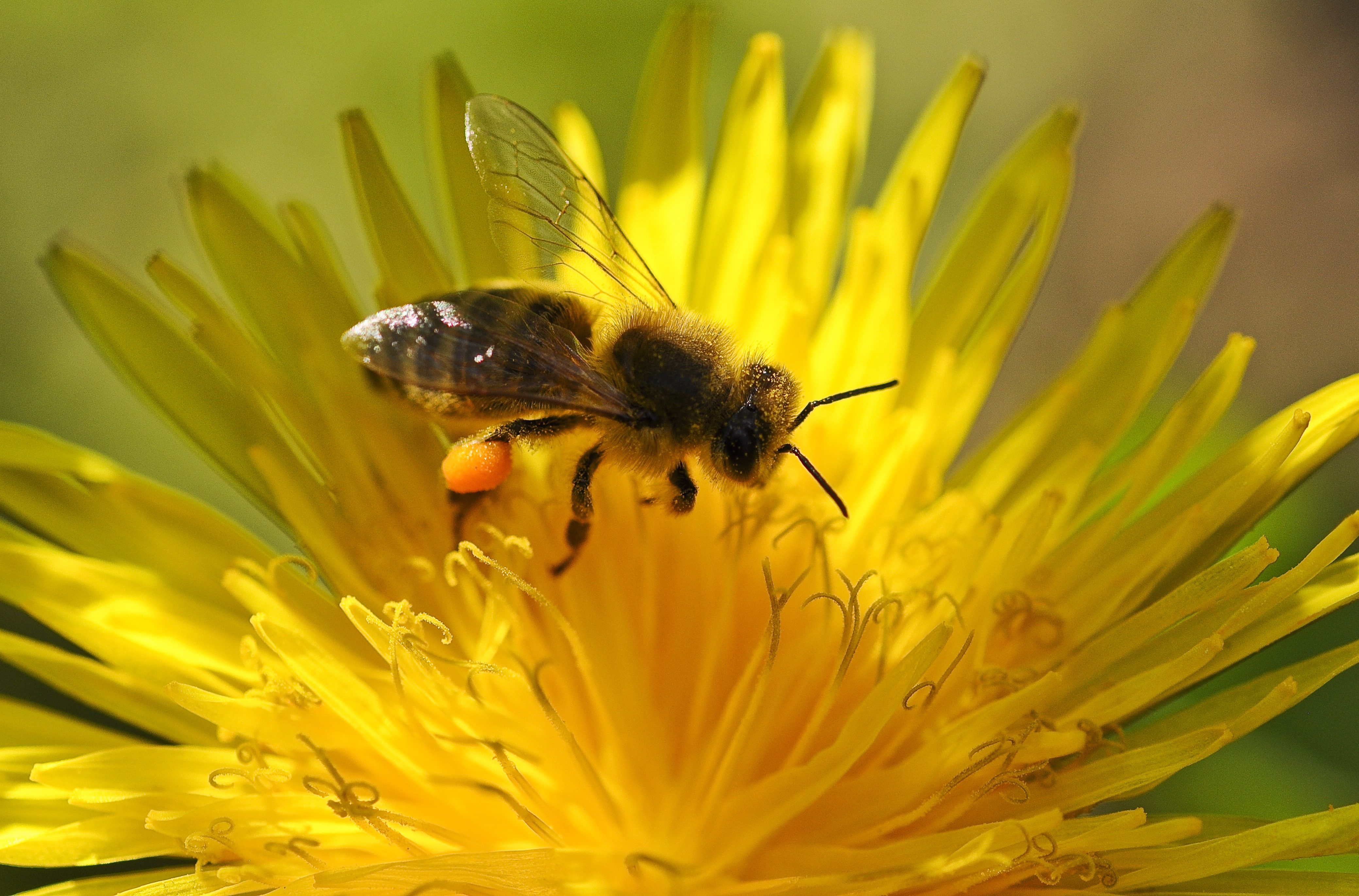 74979 Screensavers and Wallpapers Bee for phone. Download flower, macro, bee, pollination, dandelion, ovduapnchik pictures for free
