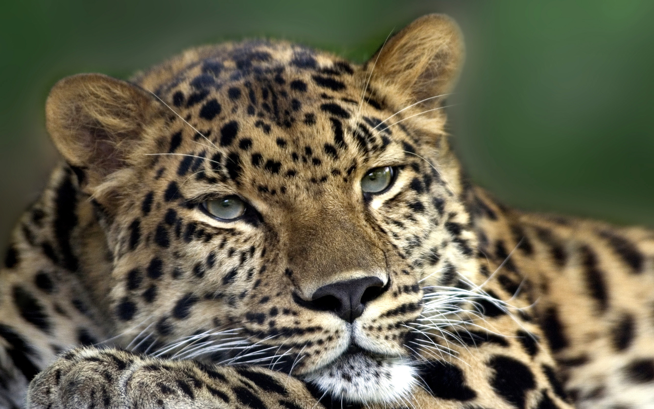 31973 Salvapantallas y fondos de pantalla Leopardos en tu teléfono. Descarga imágenes de animales gratis