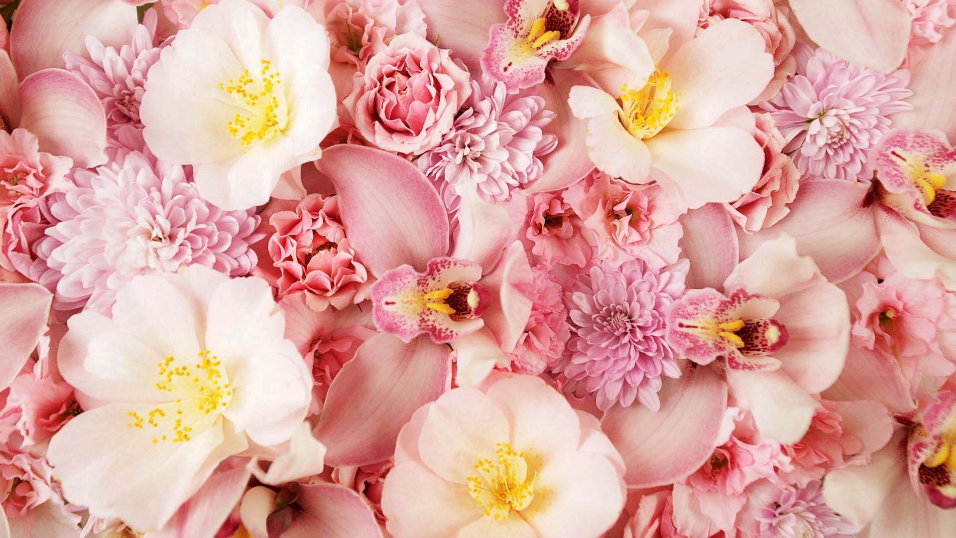 156797 Protetores de tela e papéis de parede Rosa em seu telefone. Baixe flores, macro, cor de rosa, pétalas fotos gratuitamente
