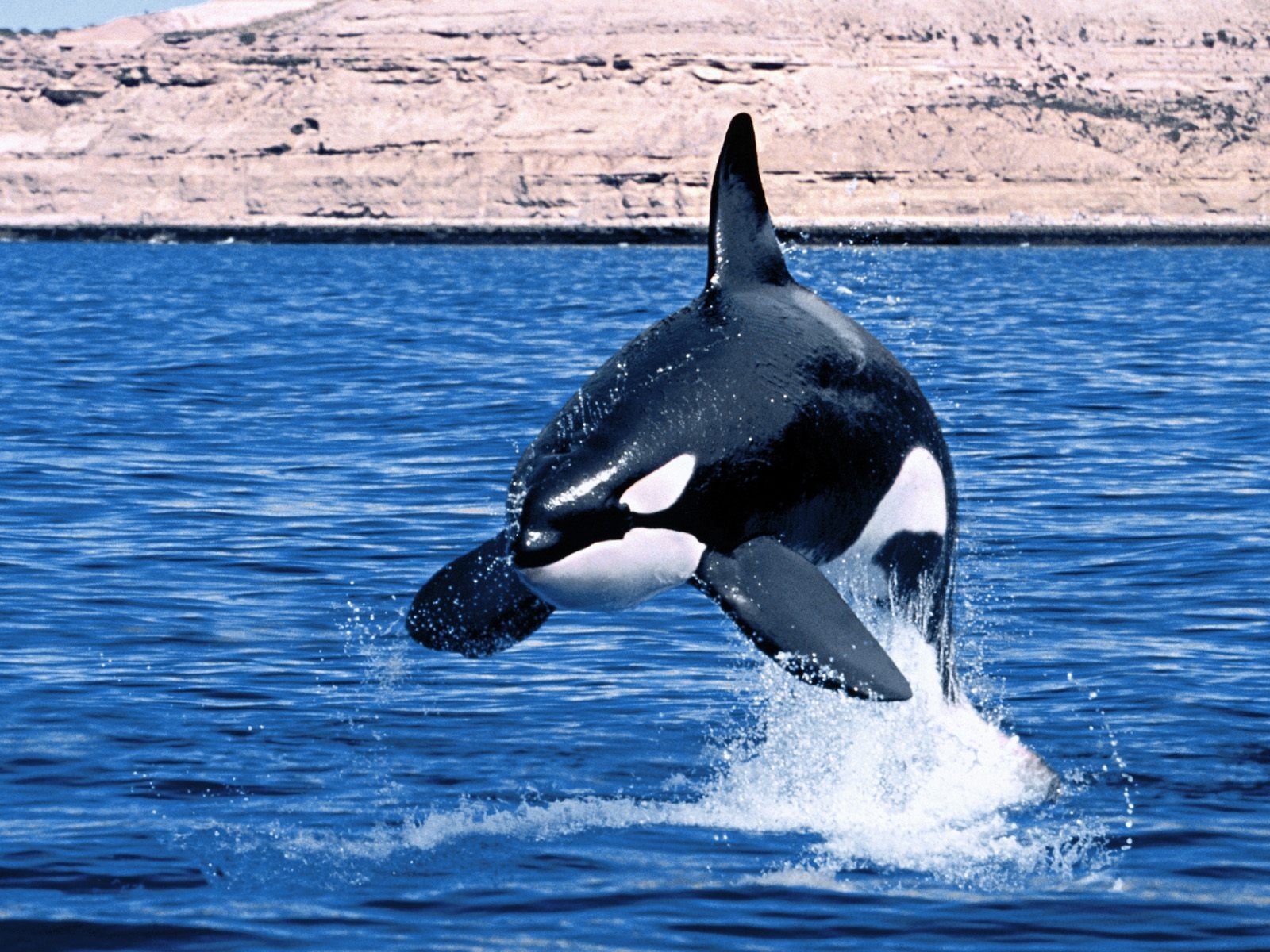 Laden Sie das Tiere, Wasser, Sea, Fische, Wale-Bild kostenlos auf Ihren PC-Desktop herunter
