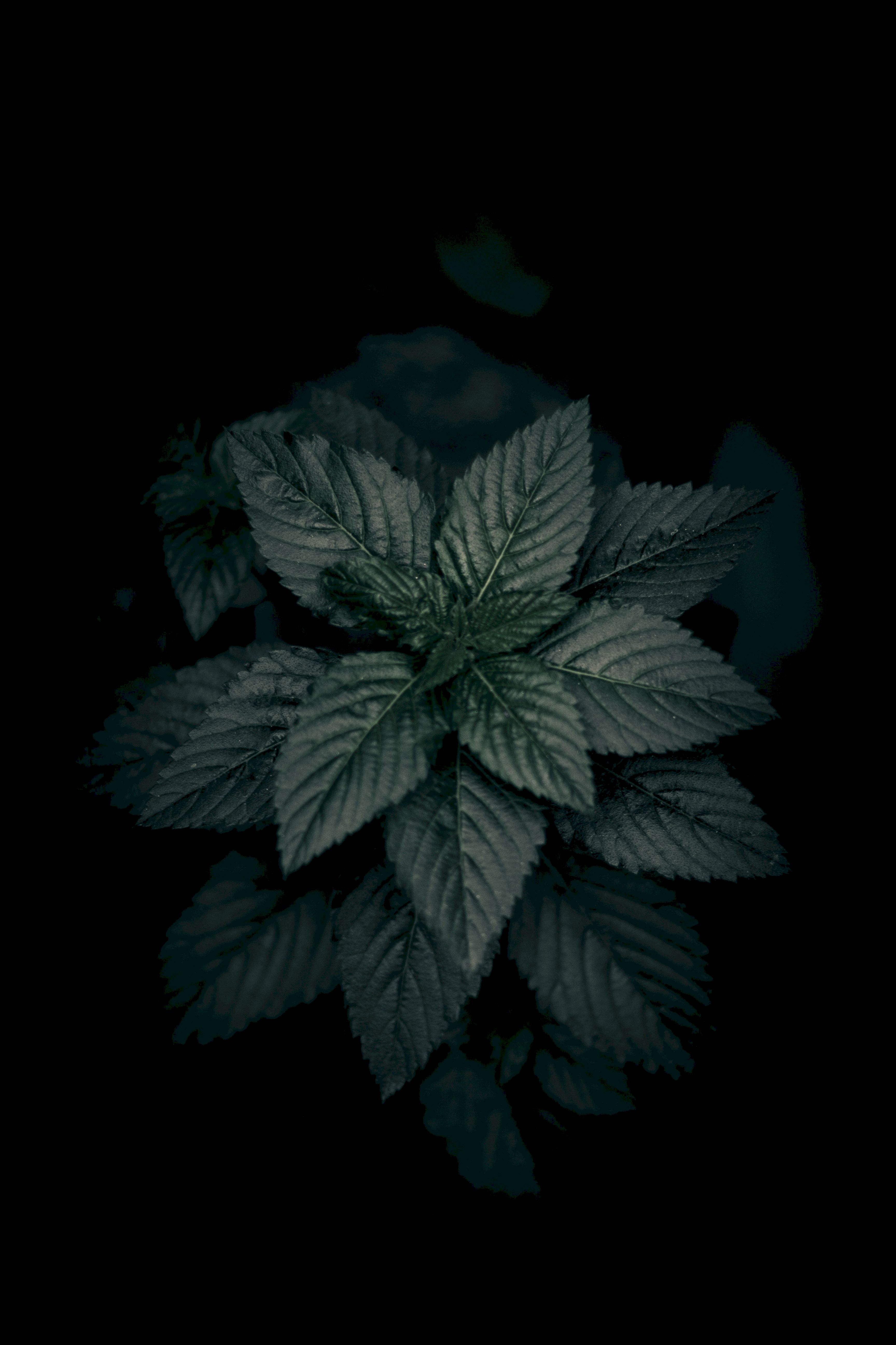 close-up, green, nature, plant Dark Lock Screen PC Wallpaper