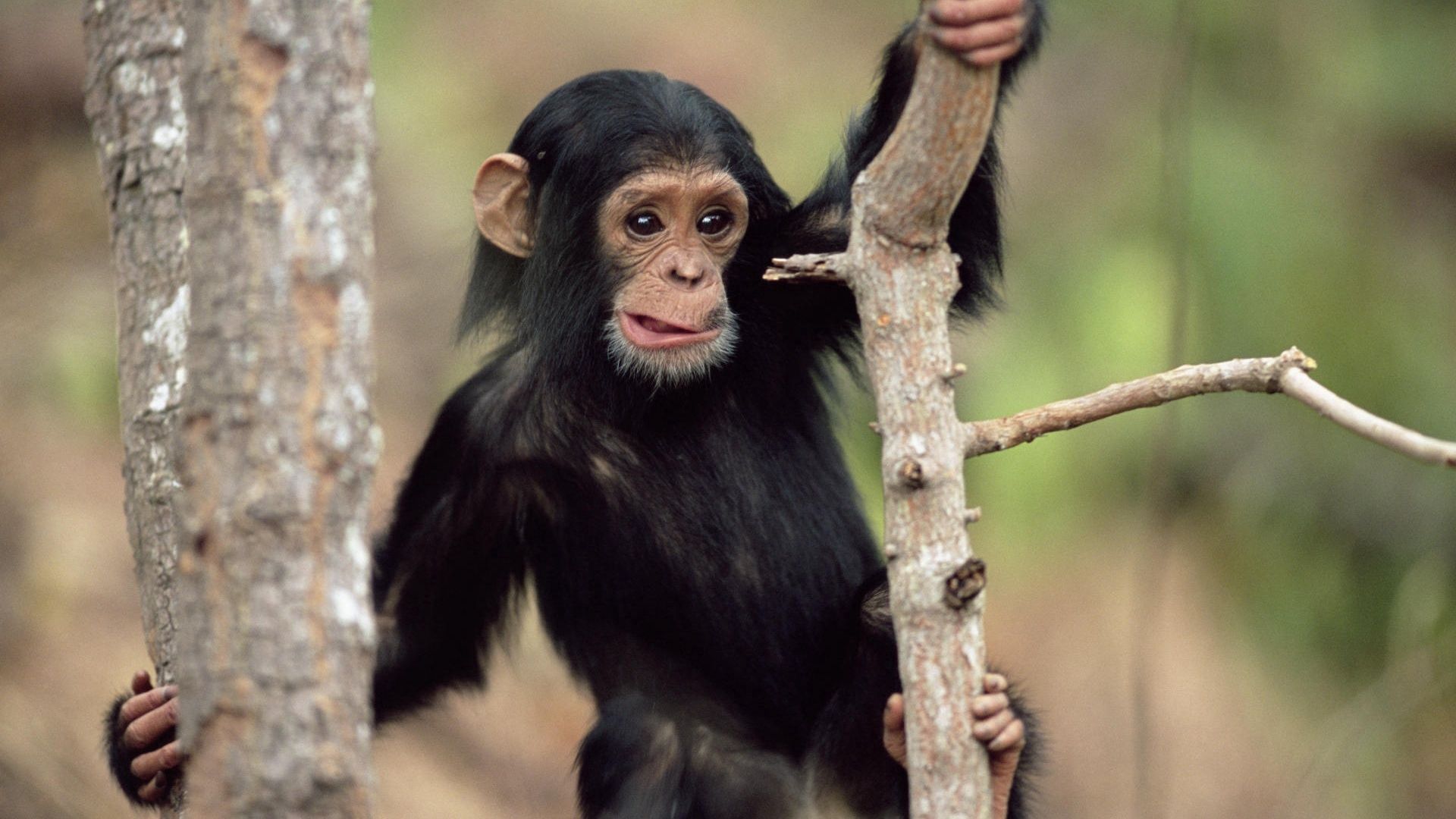animals, climb, branches Monkey HD Android Wallpapers