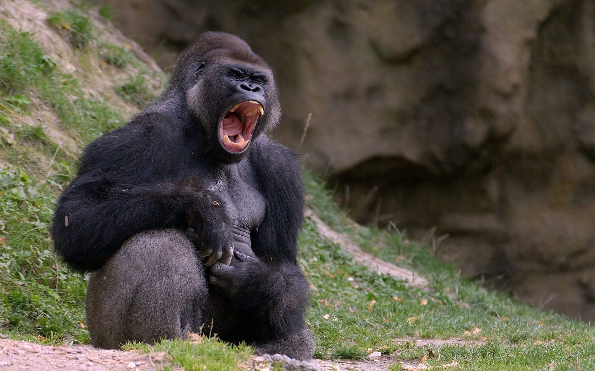 Die besten Gorilla-Hintergründe für den Telefonbildschirm