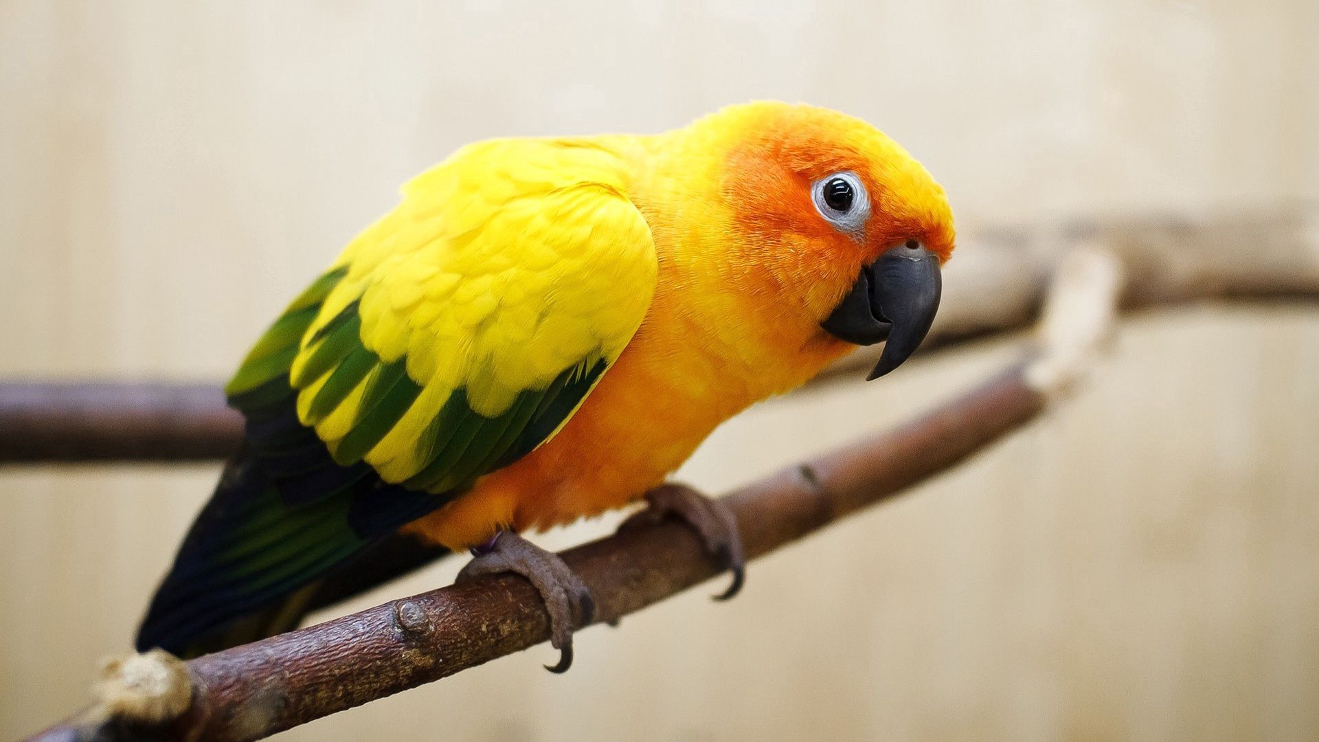 88836 Bild herunterladen farbe, tiere, papageien, feder, vogel - Hintergrundbilder und Bildschirmschoner kostenlos