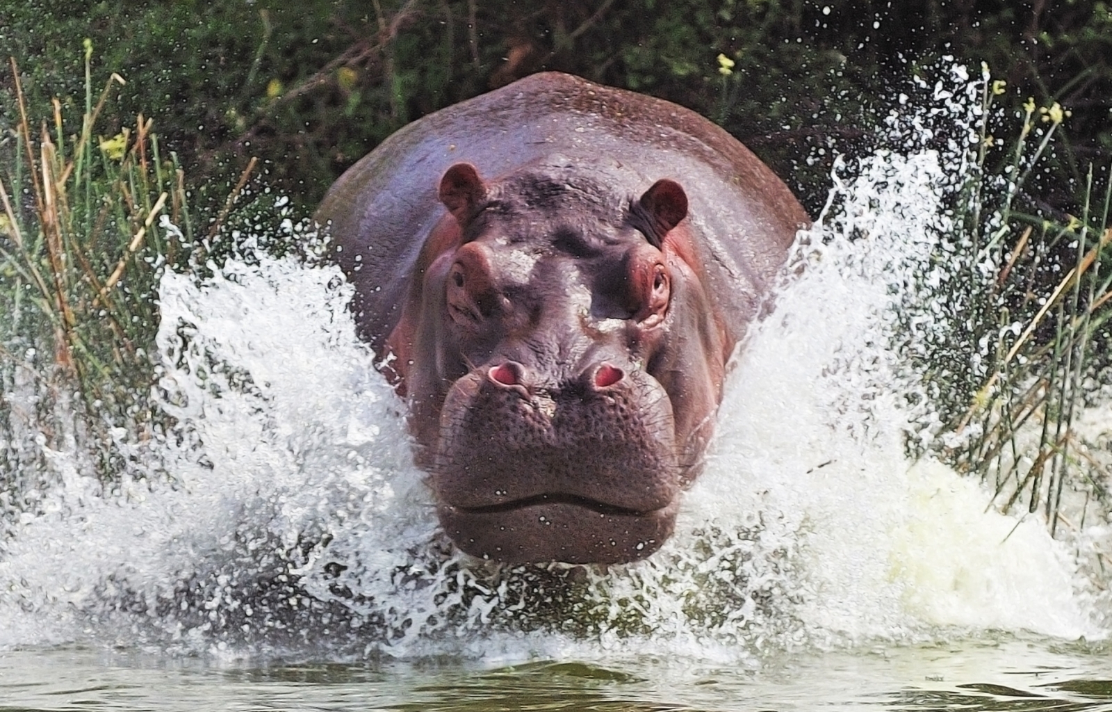 37786 Bildschirmschoner und Hintergrundbilder Hippos auf Ihrem Telefon. Laden Sie tiere Bilder kostenlos herunter