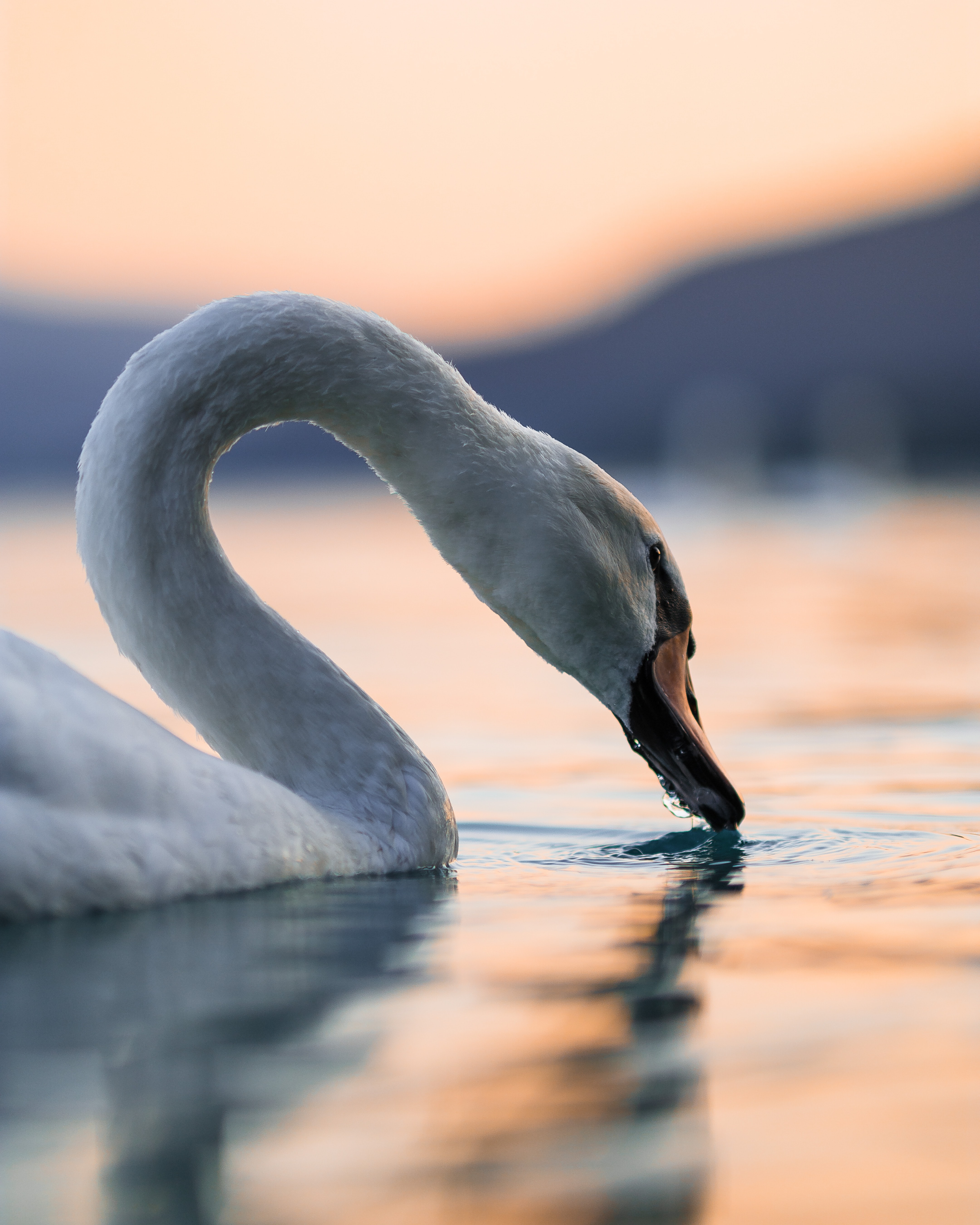 1080p pic animals, bird, swan, water