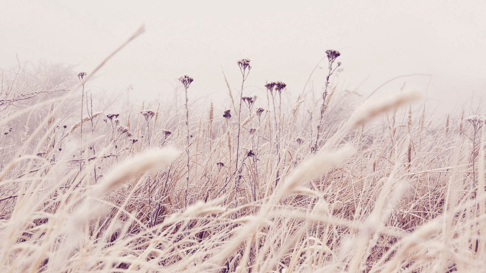grass, hoarfrost, snow, nature Frost HD Android Wallpapers