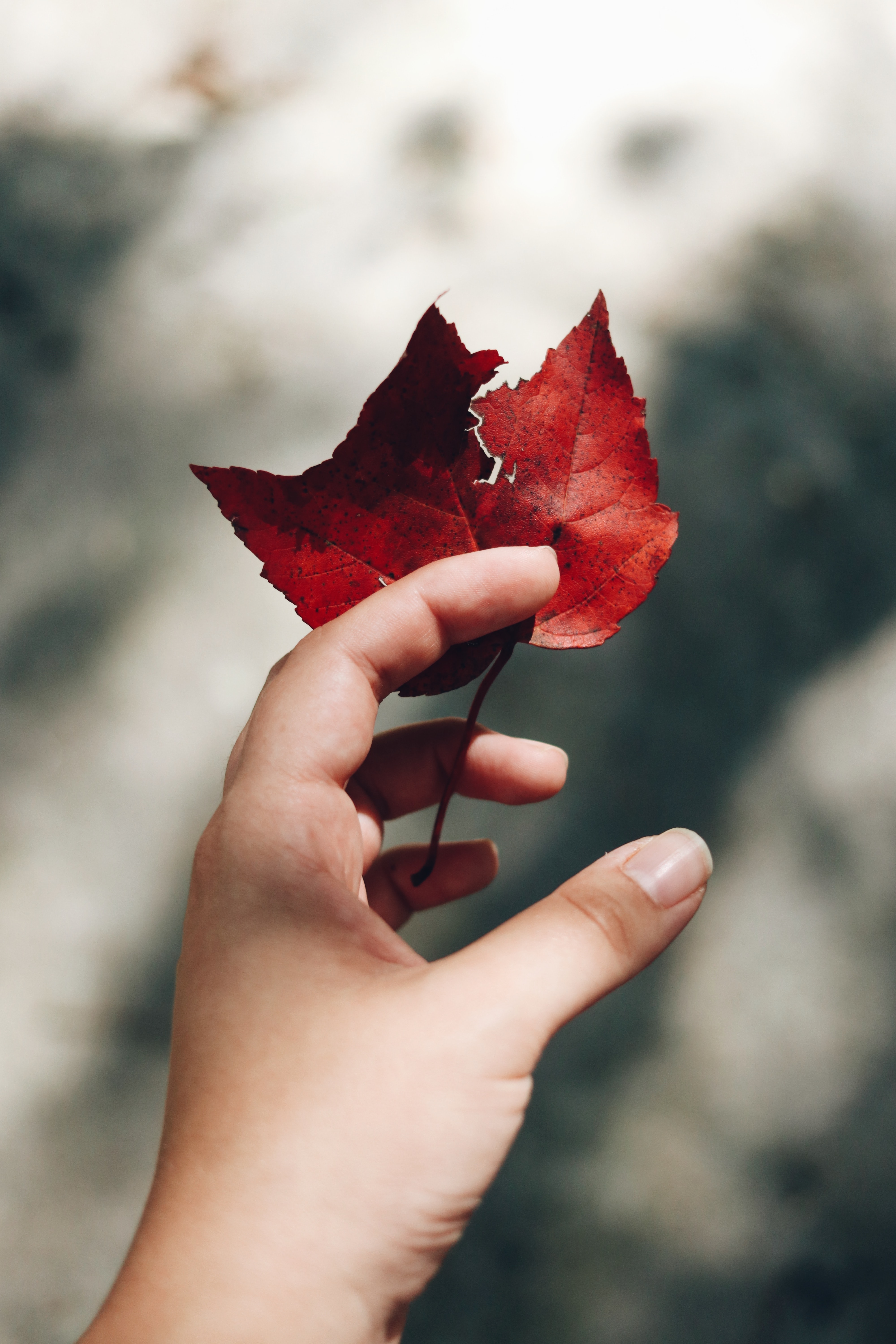 Laden Sie das Herbst, Blätter, Hand, Verschiedenes, Sonstige, Fokus-Bild kostenlos auf Ihren PC-Desktop herunter