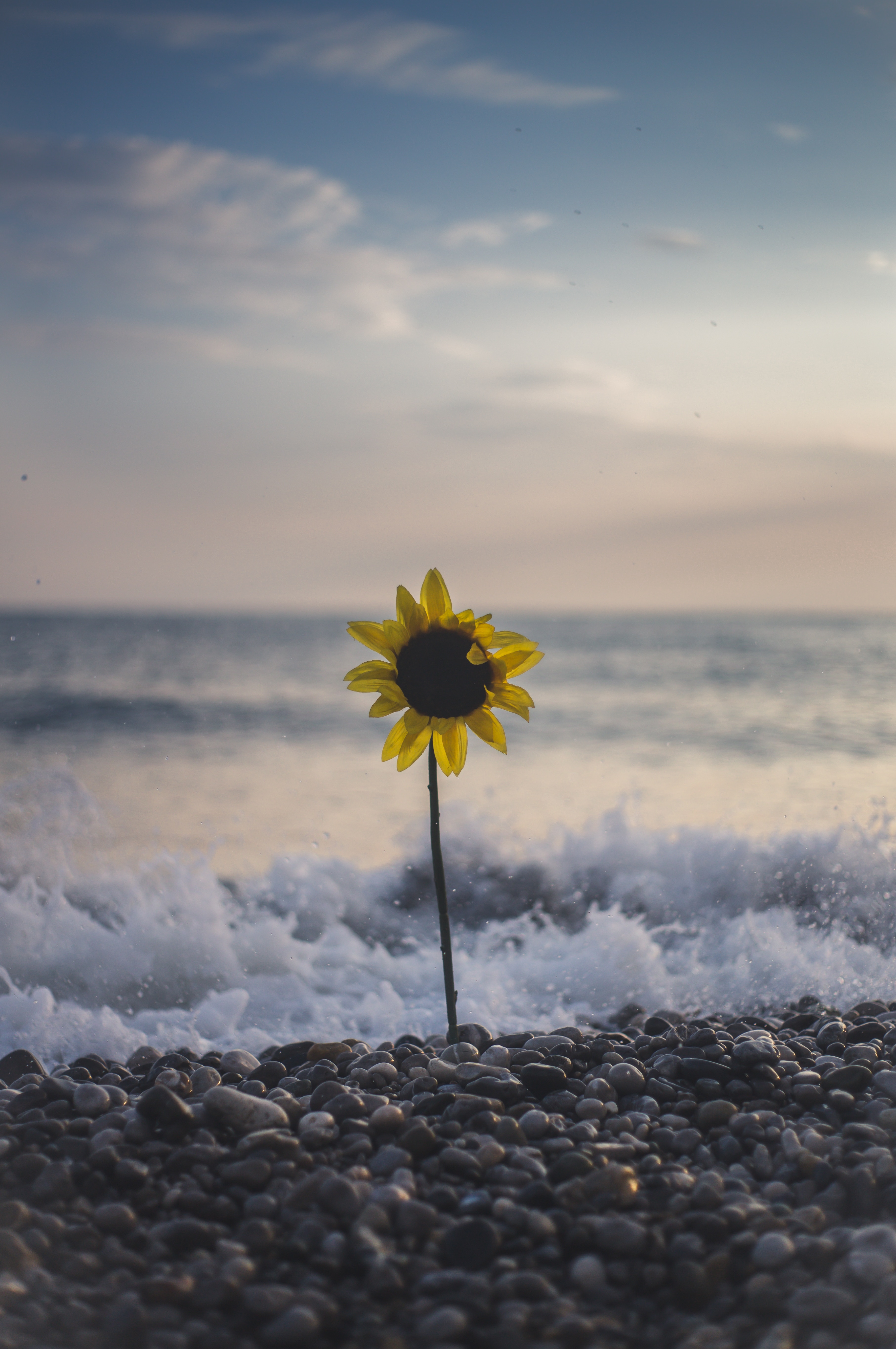 Laden Sie das Blumen, Stones, Sea, Waves, Surfen, Blume, Sonnenblume-Bild kostenlos auf Ihren PC-Desktop herunter