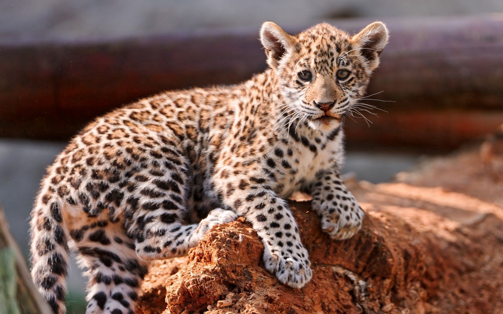 animals, young, calf, kitty, kitten, leopard Full HD