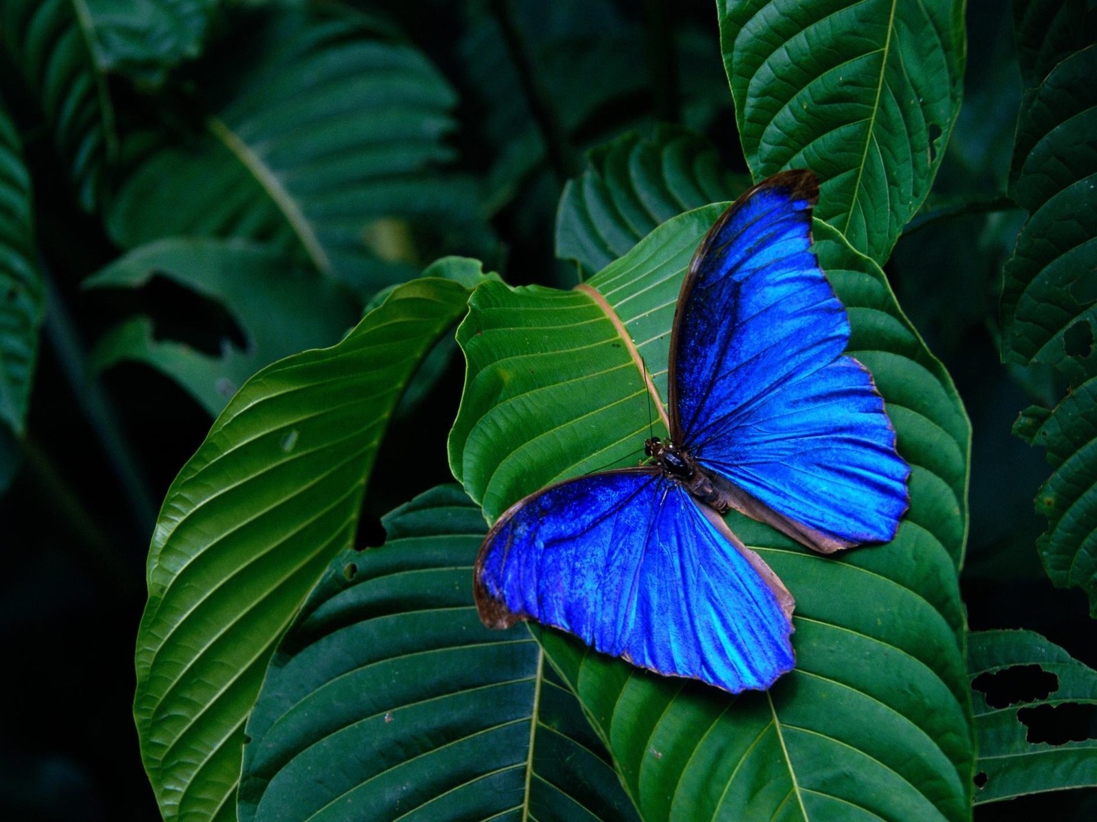 Die besten Schmetterlinge-Hintergründe für den Telefonbildschirm