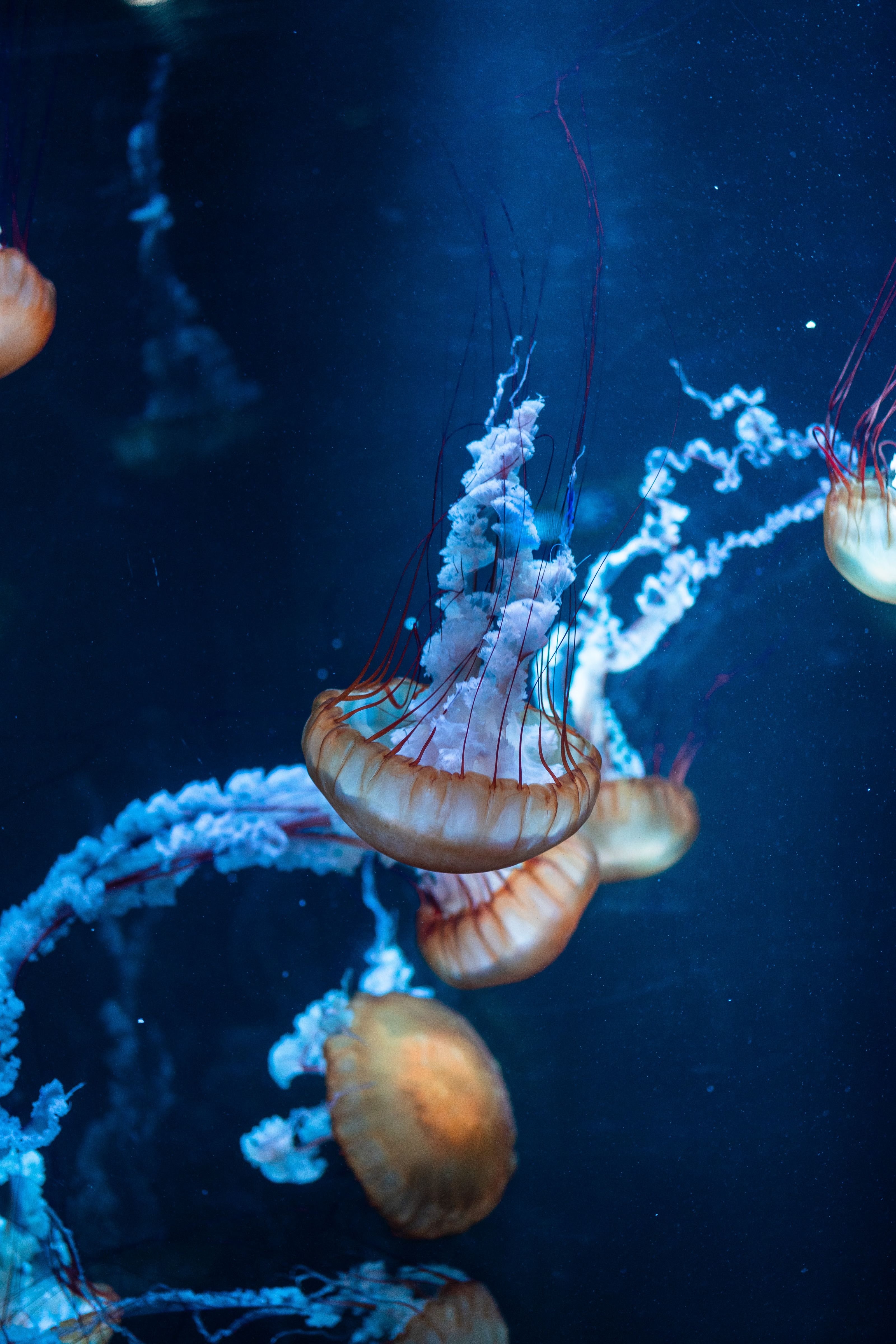 4K Phone Wallpaper sea, jellyfish, underwater world, animals