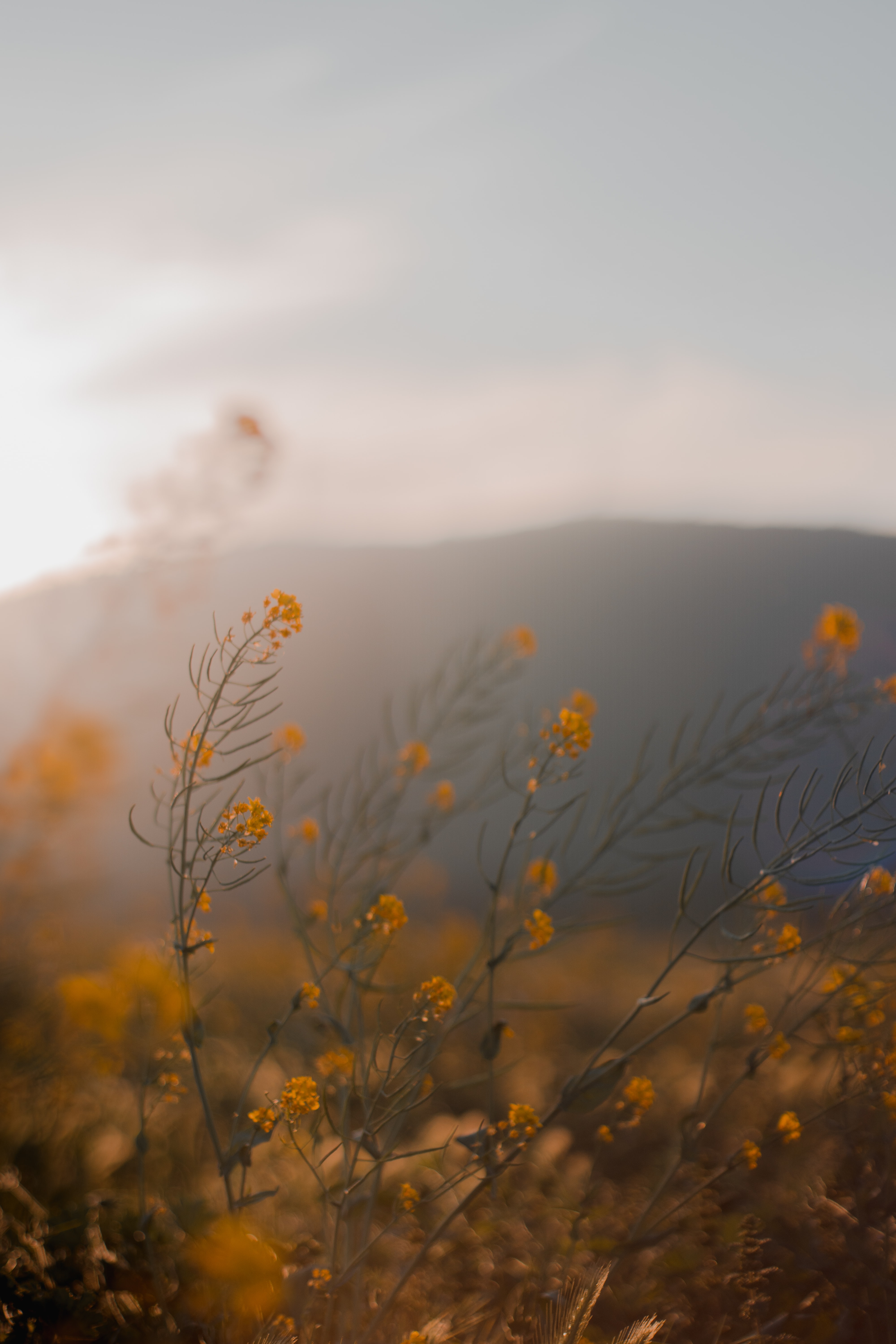 84727 Hintergrundbilder und Wildblumen Bilder auf dem Desktop. Laden Sie grass, gelb, blumen Bildschirmschoner kostenlos auf den PC herunter