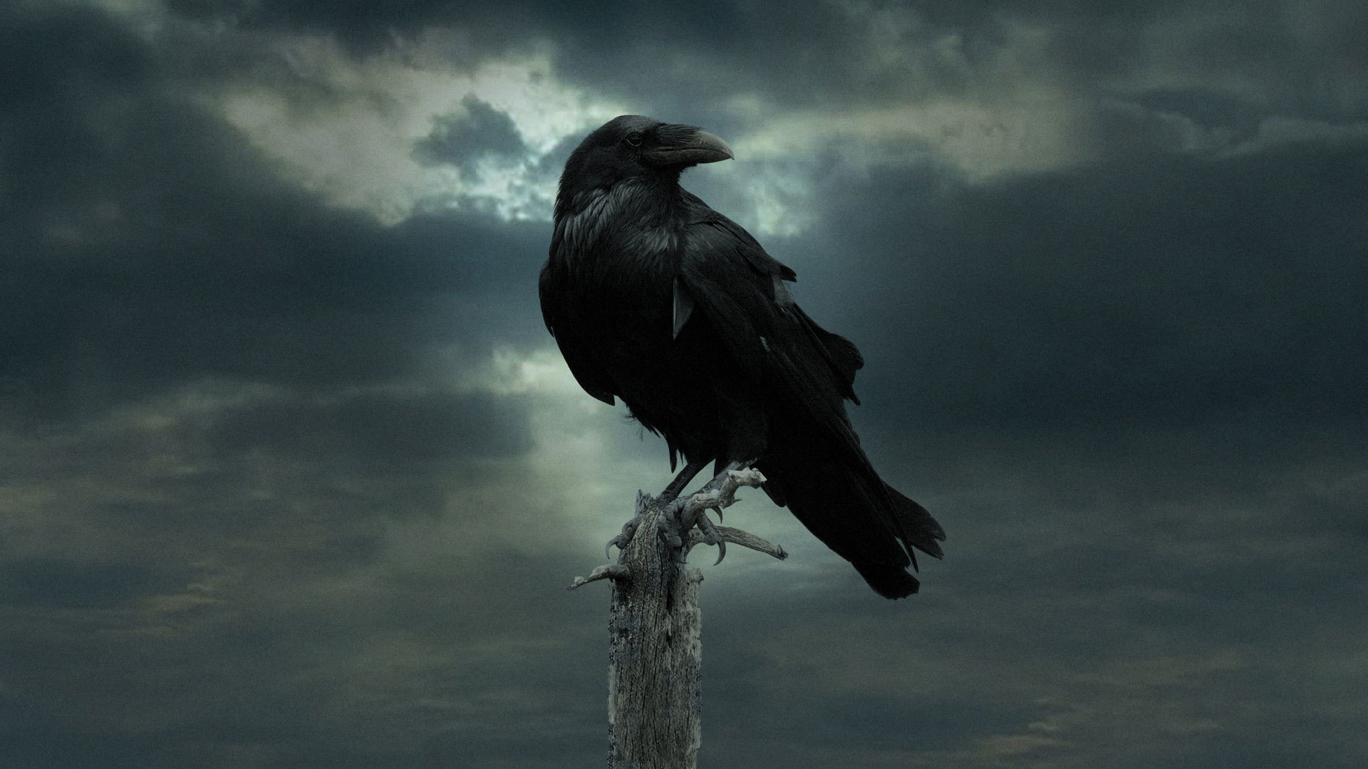 raven, game of thrones, crow, tv show, bird cellphone