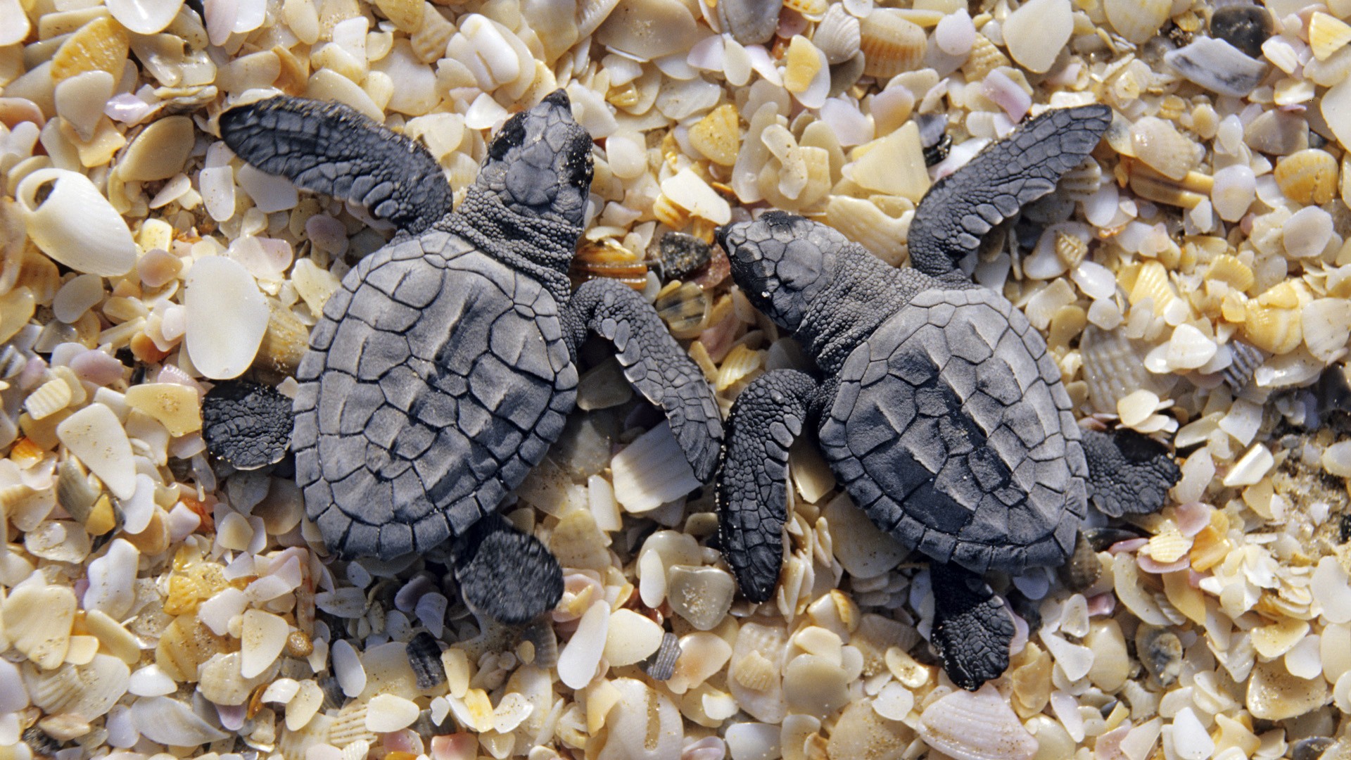 Turtle turtles, animal Free Stock Photos