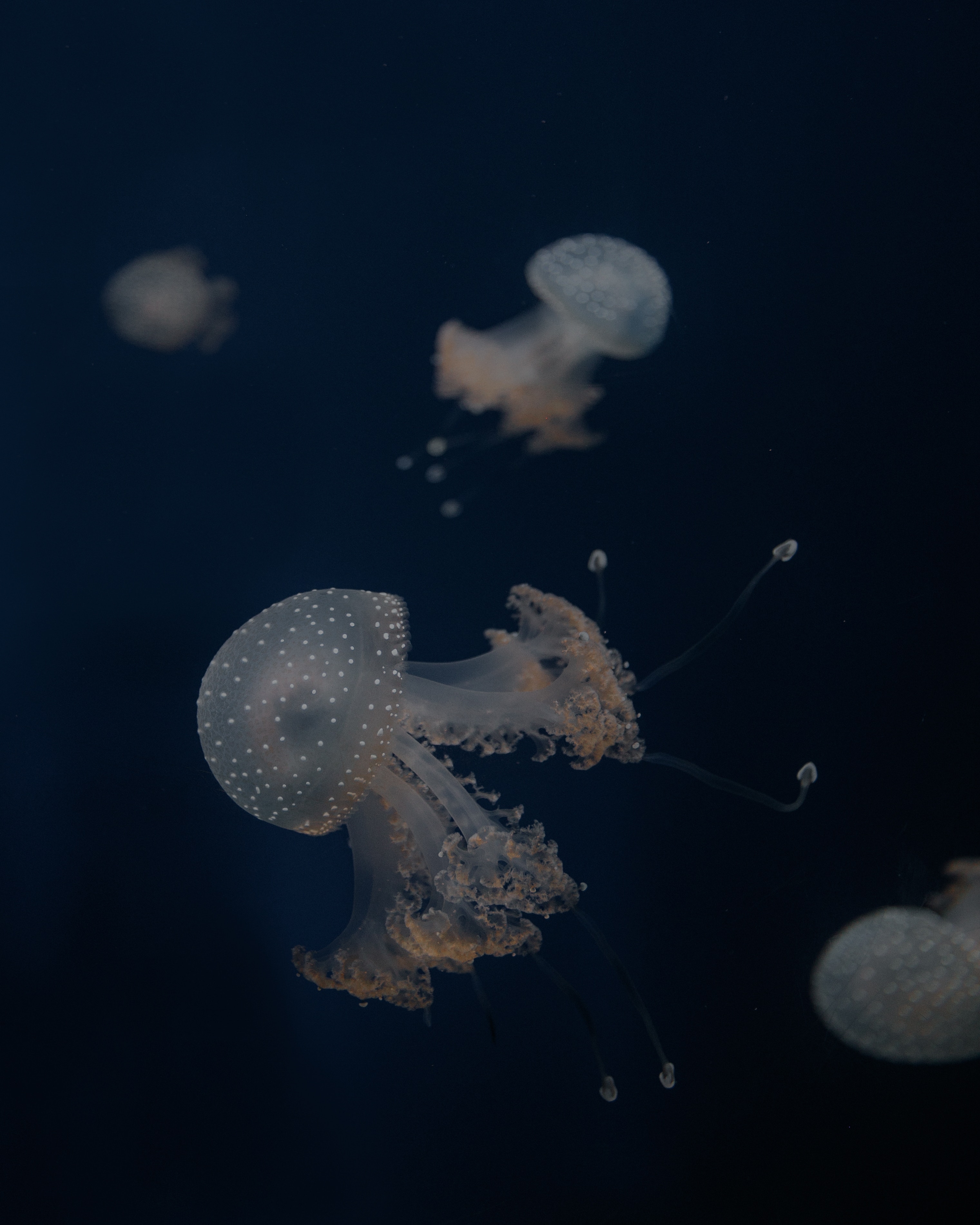 Latest Mobile Wallpaper underwater world, sea, animals, tentacles