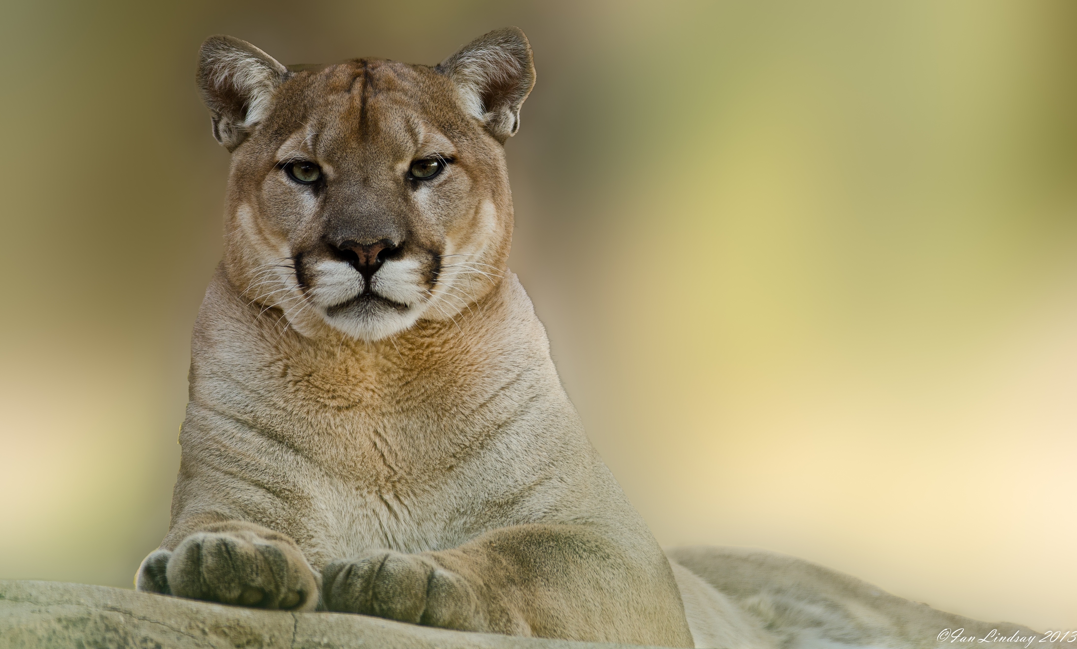 58303 Bild herunterladen puma, tiere, berglöwe, mountain lion, cougar - Hintergrundbilder und Bildschirmschoner kostenlos