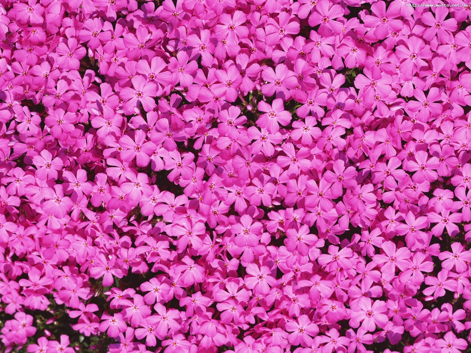 8695 下載圖片 植物, 花卉, 背景, 紫罗兰色 - 免費壁紙和屏保
