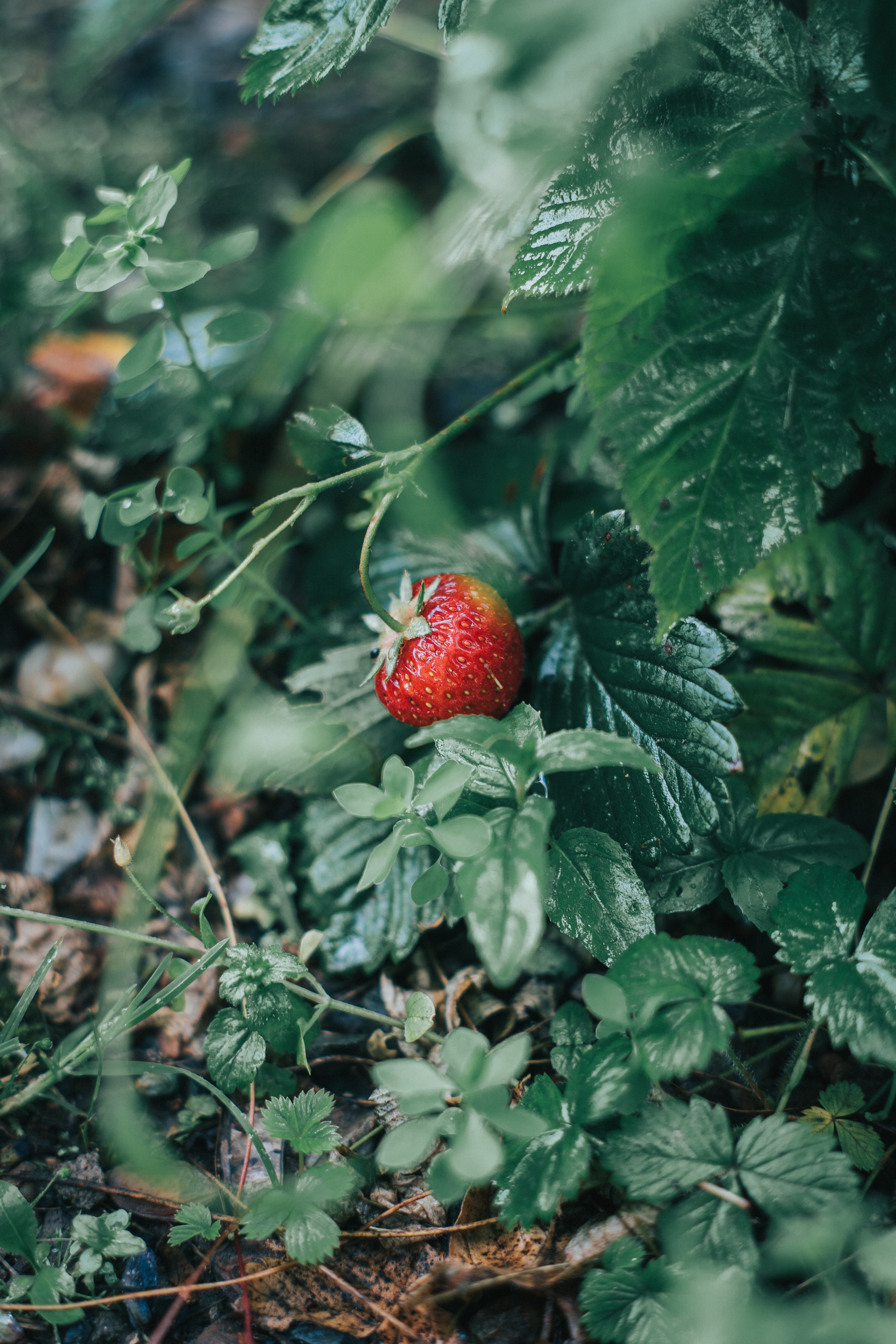 Laden Sie das Lebensmittel, Erdbeere, Beere, Reif, Wilde Erdbeeren-Bild kostenlos auf Ihren PC-Desktop herunter