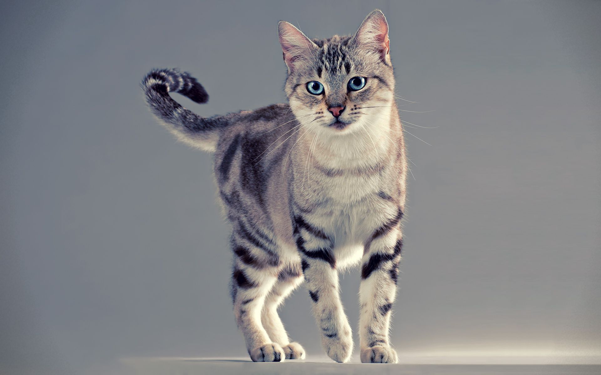 Download Phone wallpaper cat, to stand, animals, stand
