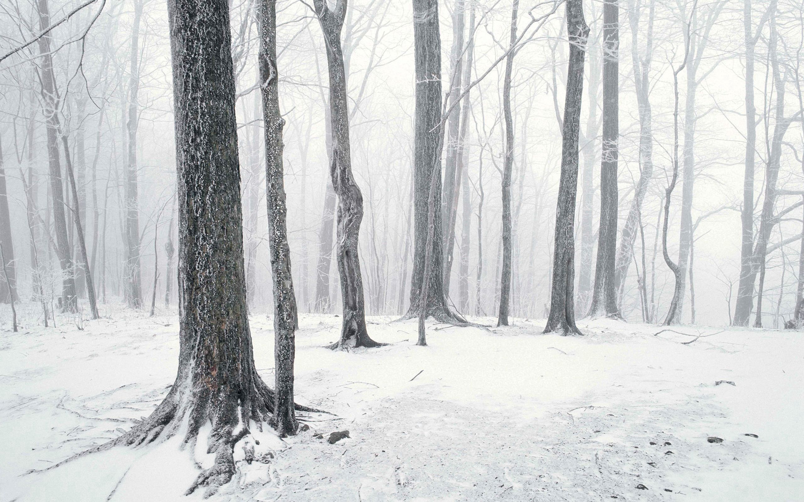 winter, nature, trees, snow, shine, light phone background