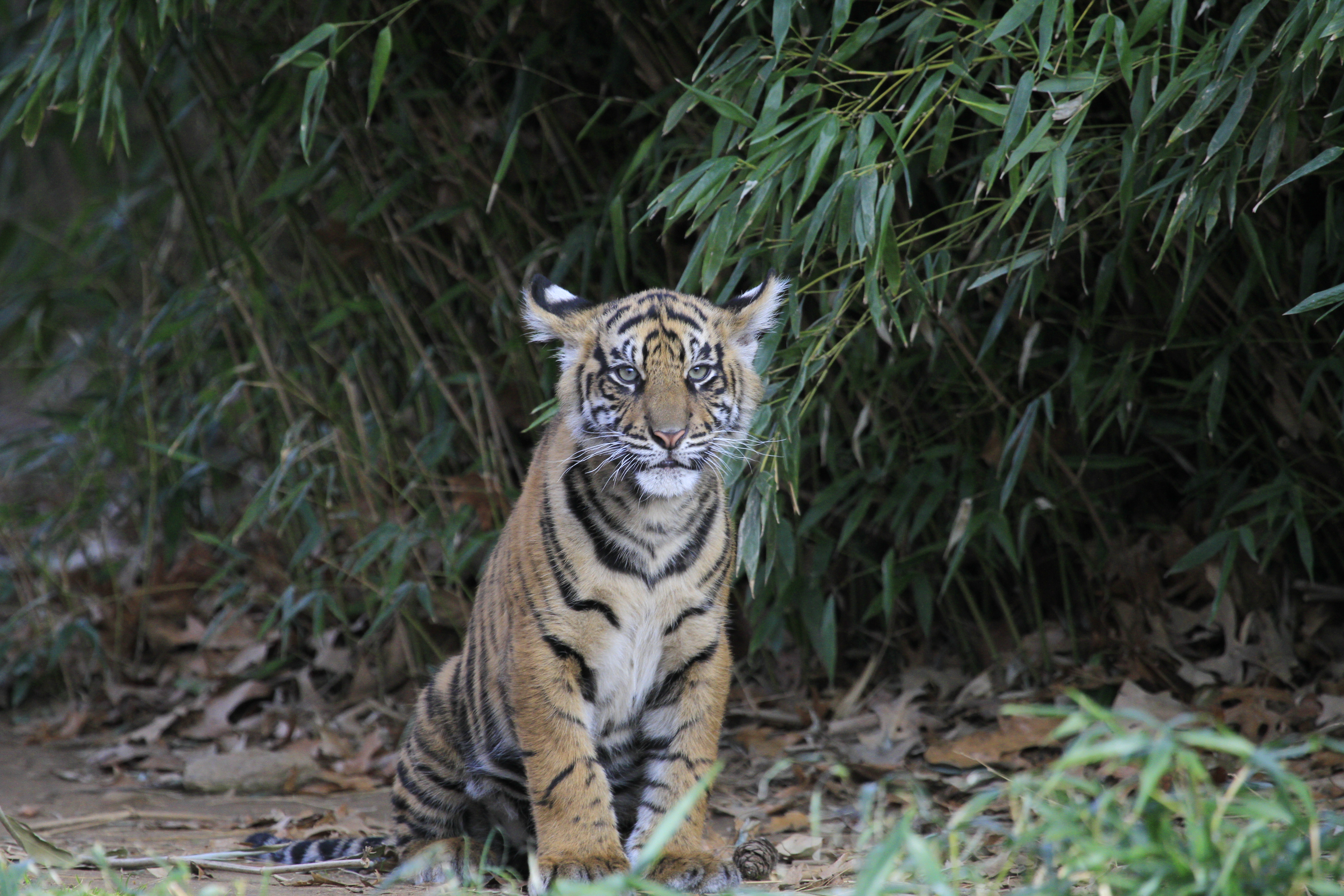 141716 Hintergrundbilder und Tigerjunges Bilder auf dem Desktop. Laden Sie große katze, big cat, tiger, wild Bildschirmschoner kostenlos auf den PC herunter
