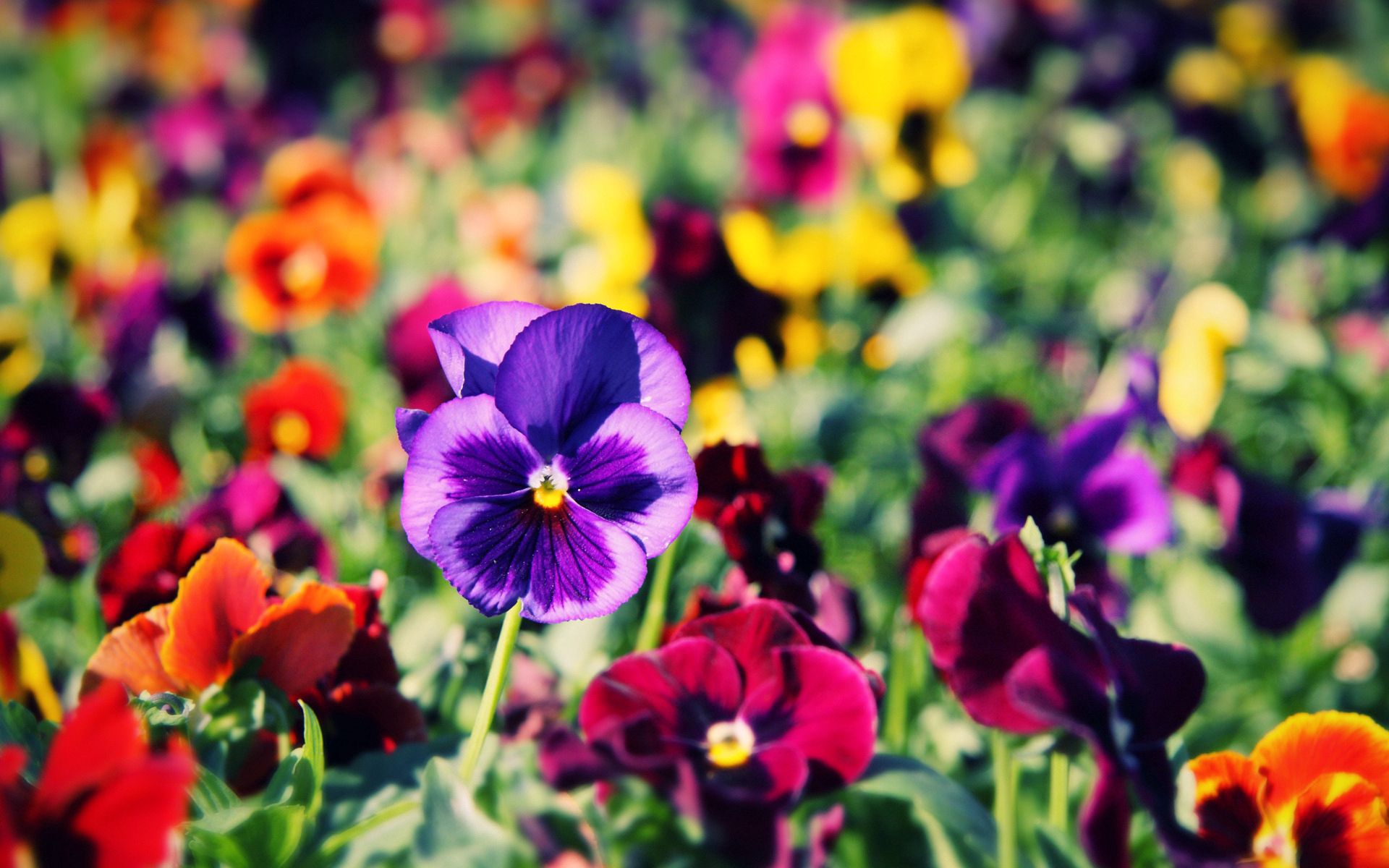 pansies, flowers, bright, close-up, colorful, different 8K