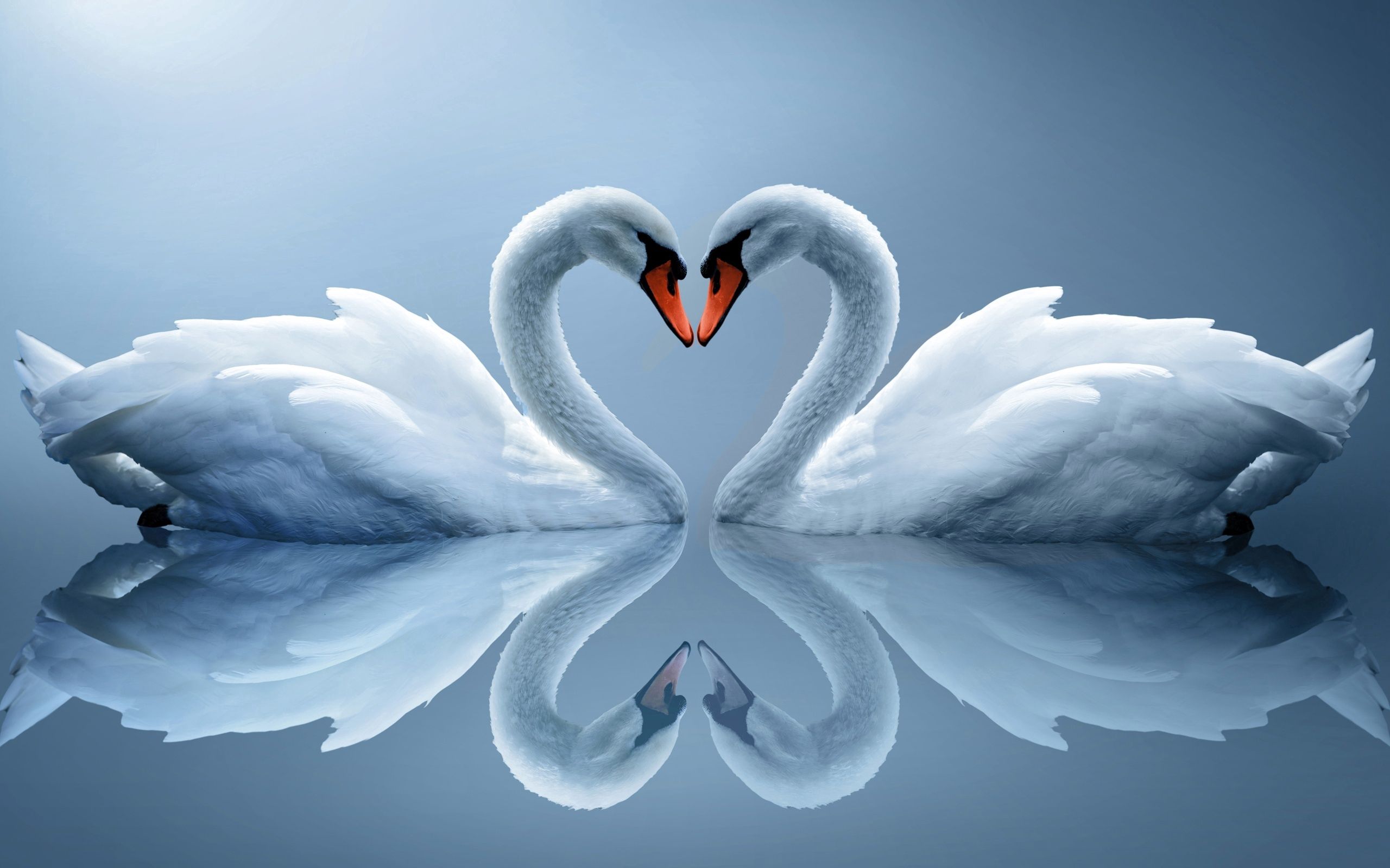 heart, white swans, animals, reflection, couple, pair iphone wallpaper