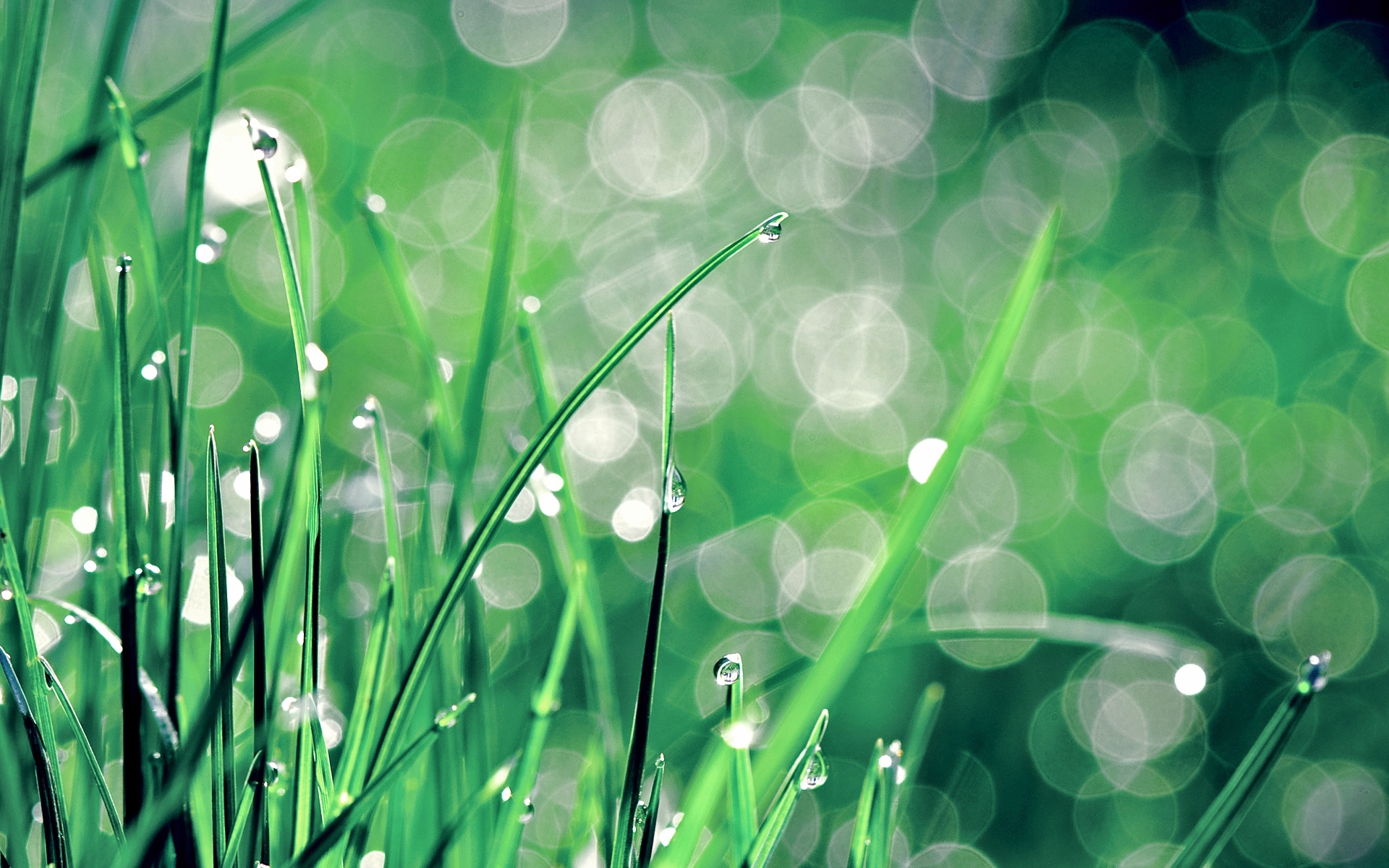 Background green, plants, grass, drops 4k Wallpaper